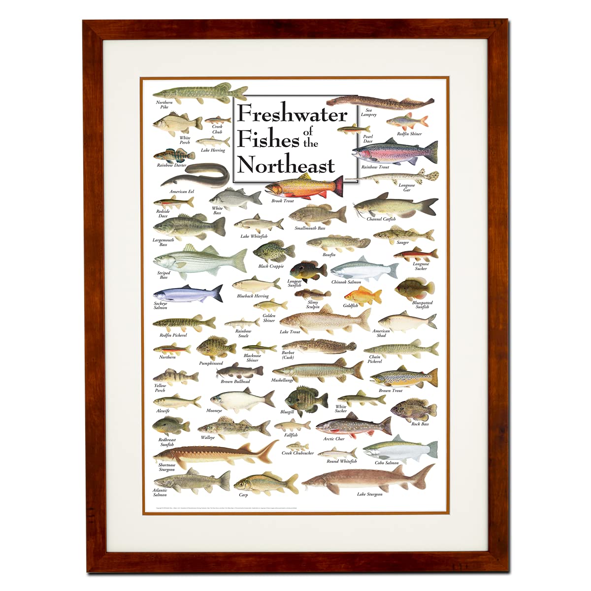 Earth Sky + Water - Freshwater Fishes of the Northeast - Premium Double-Matted Educational Posters with Natural Honey Frame - Perfect for Classroom Decor, Nature Study & Home Wall Art