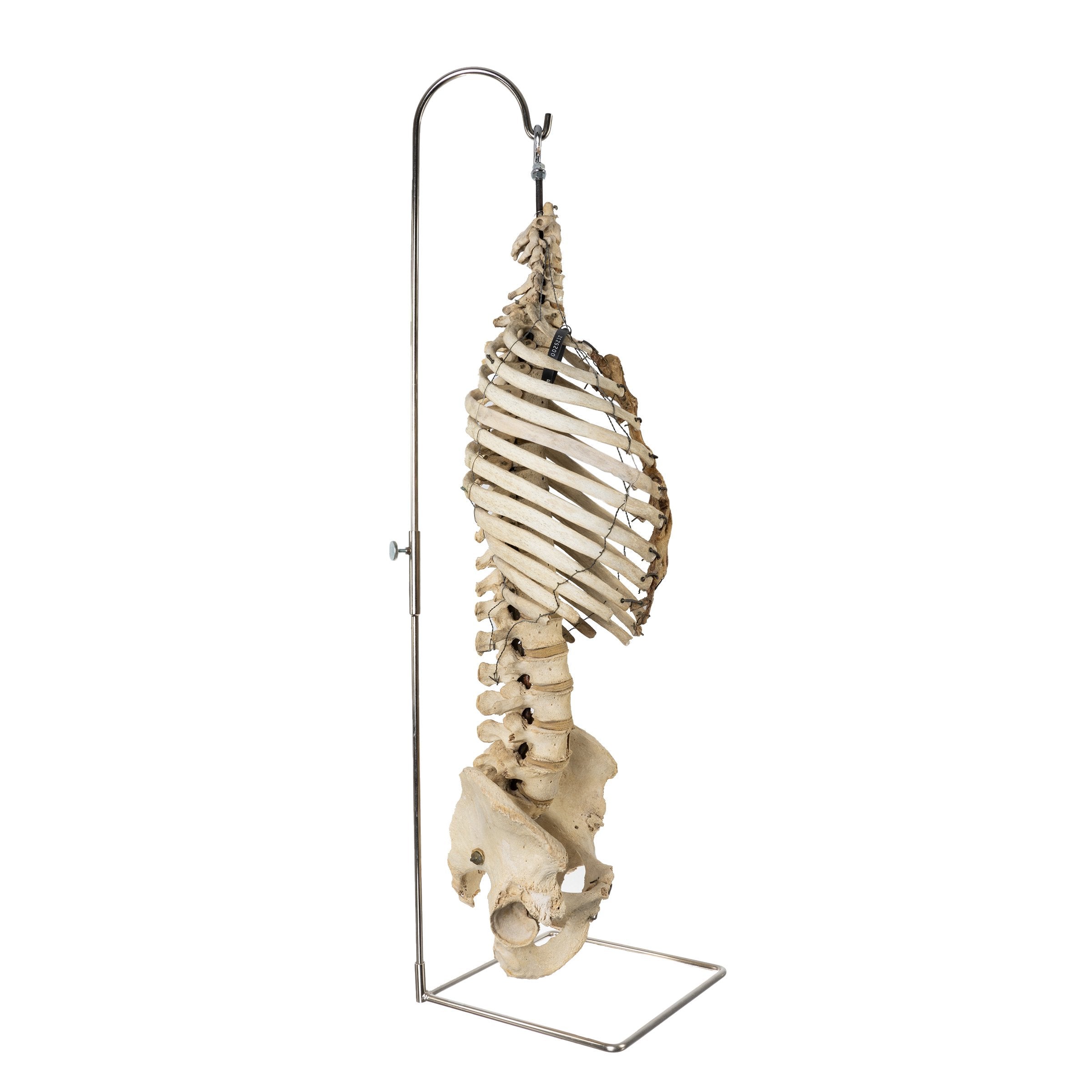 Real Human Torso and Pelvis Model with Stand - Anatomical Study Tool for Medical Students & Doctors - Perfect for Classroom, Lab & Medical Training