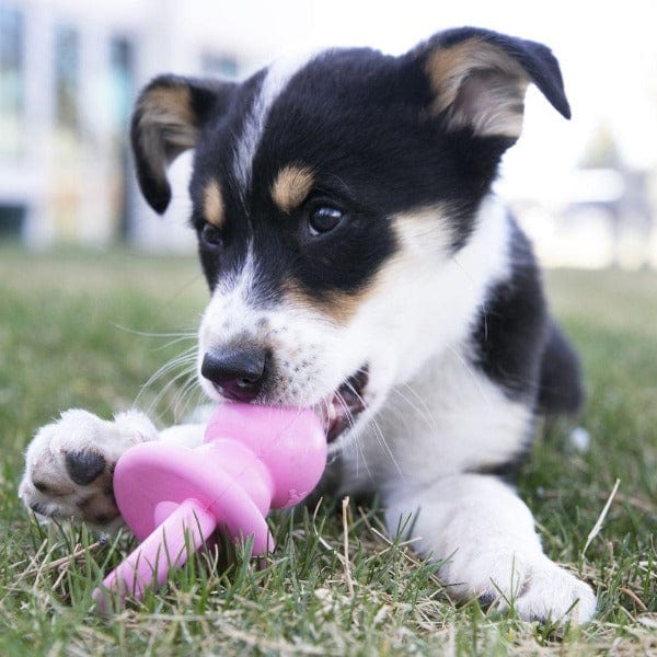 KONG Puppy Chew Toy for Teething Dogs - Durable Rubber Binkie for Small & Medium Breed Puppies - Perfect for Soothing Gums & Playtime Training