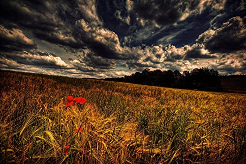 Wheat Field