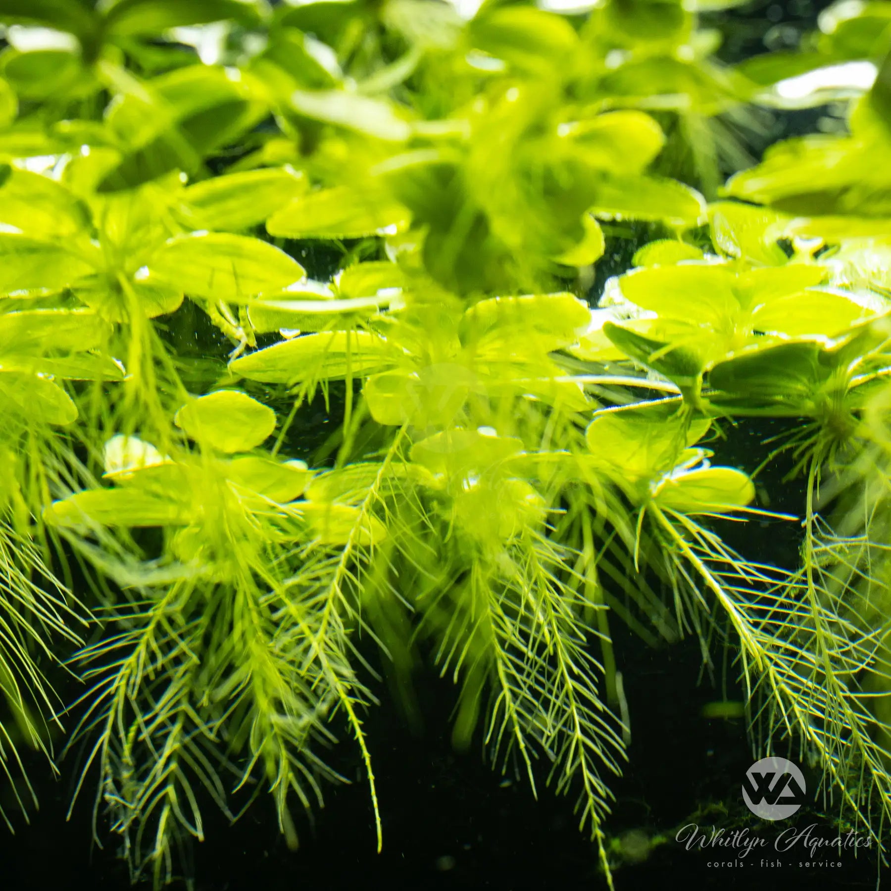 Dwarf Water Lettuce (Pistia stratiotes) - Live Floating Aquatic Plants for Ponds, Aquariums & Water Gardens - Perfect for Natural Filtration and Shade