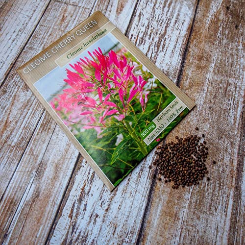 Eden Brothers Cleome Seeds - Cherry Queen Flower Seeds for Planting | Vibrant Pink Blooms, Attracts Pollinators | Perfect for Garden Beds, Borders & Cut Flower Arrangements