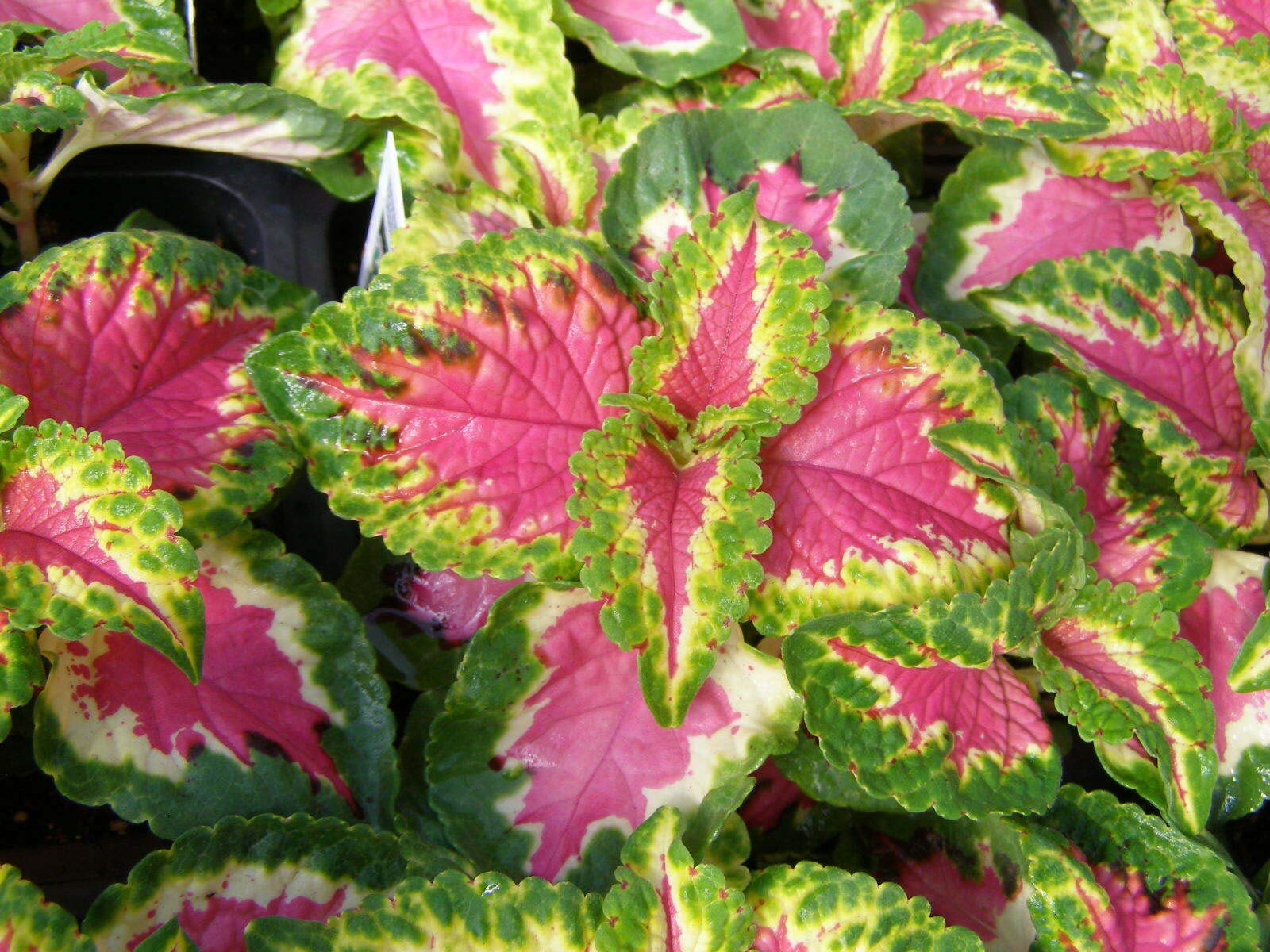 Wizard Rose Coleus Seeds - 40 Fresh Seeds for Vibrant Garden Color | Perfect for Borders, Containers, and Landscaping