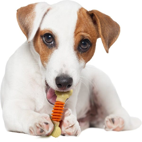 Nylabone PRO Action Dental Power Chew - Durable Dog Chew Toy for Aggressive Chewers | Promotes Dental Health | Great for Large & Medium Dogs | Indoor & Outdoor Play