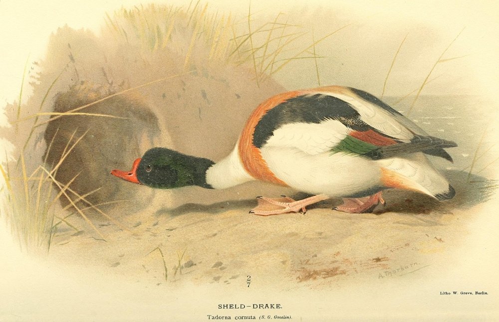 Vintage Birds of the British Islands 1885 Drake Sheld Poster Print by Archibald Thorburn - 24x36 Inch Wildlife Art - Perfect for Home Decor, Office Wall Art & Nature Lovers Gift