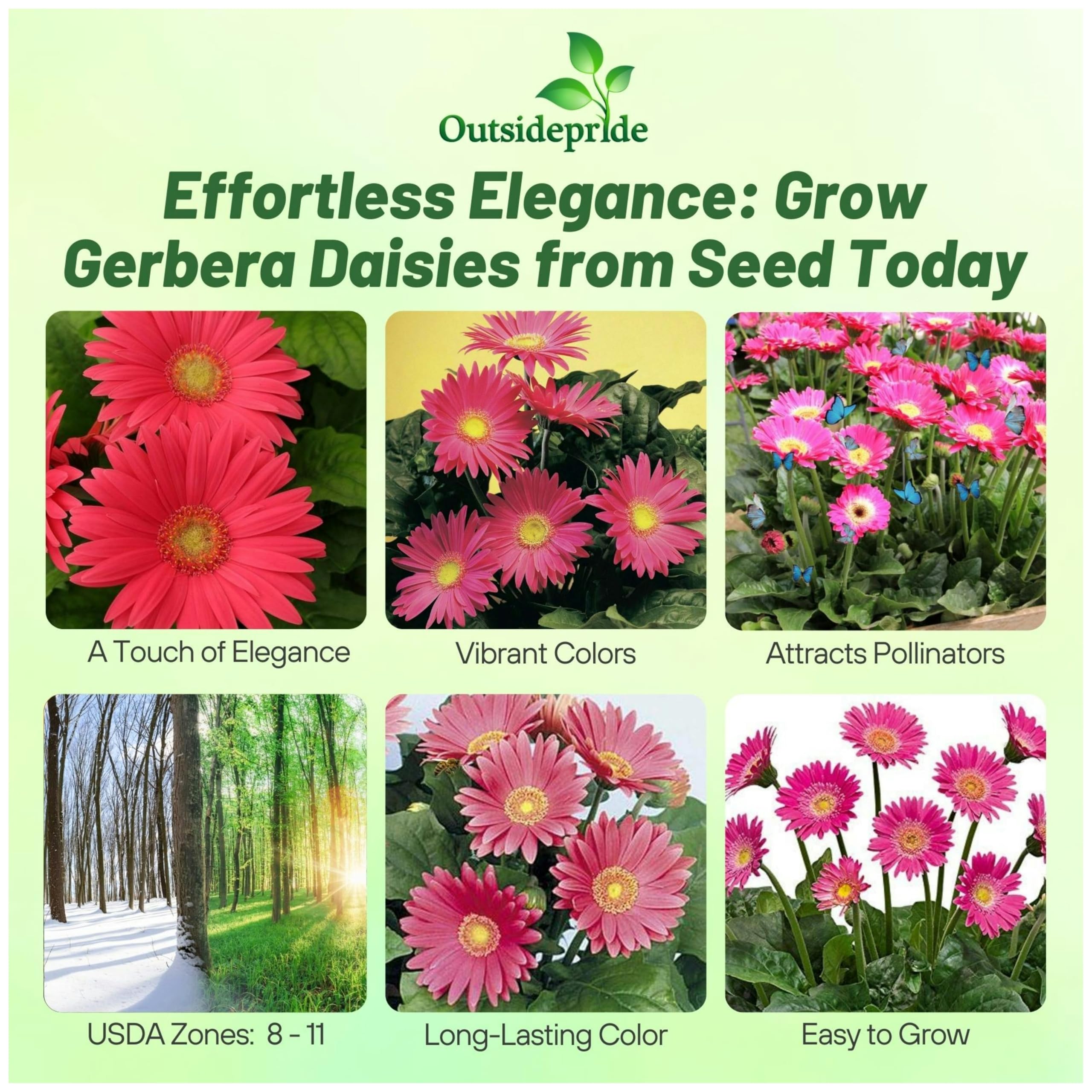 Outsidepride Gerbera Daisy Seeds - 20 Pcs Perennial Flower Seeds with Vibrant Rose-Colored Blooms, Compact & Low Maintenance Plants for Garden Landscaping, Cut Flower Arrangements, and Container Gardening