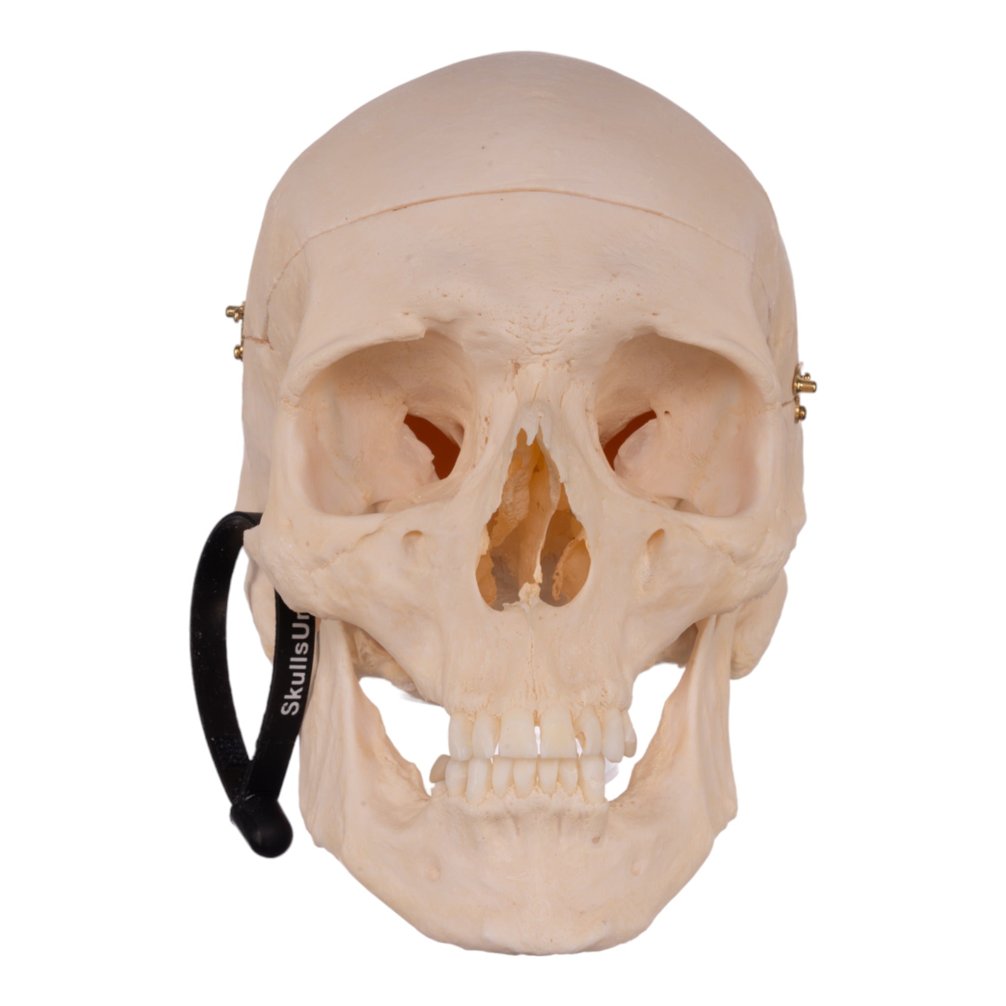 Premium Anatomical Human Skull Model - Accurate Medical & Educational Replica for Doctors, Students & Halloween Decor | Perfect for Classroom, Lab Study & Spooky Party Decorations