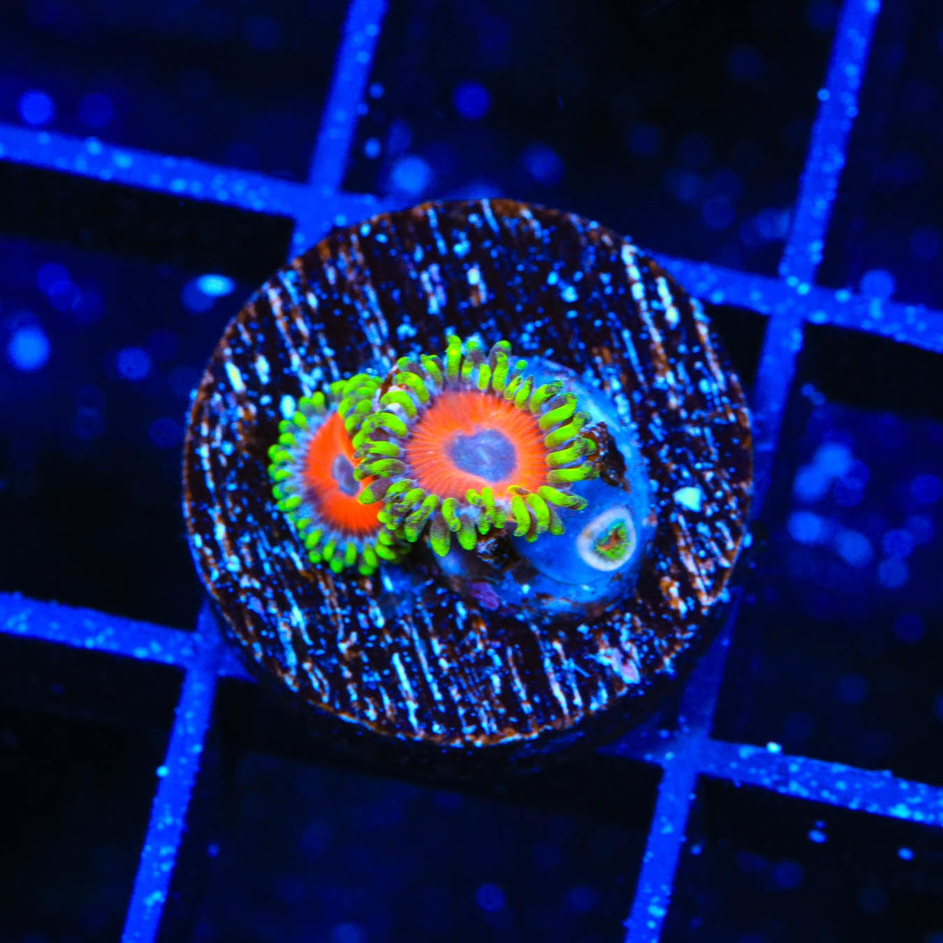 Premium ECC Eagle Eye Zoanthids Coral for Saltwater Aquariums - Vibrant Colors & Easy Care for Reef Tanks