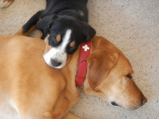 Swiss Cross Dog Collar with Reflective Stitching - Durable Nylon Pet Collar for Small Medium Large Dogs - Perfect for Walking, Training & Outdoor Adventures