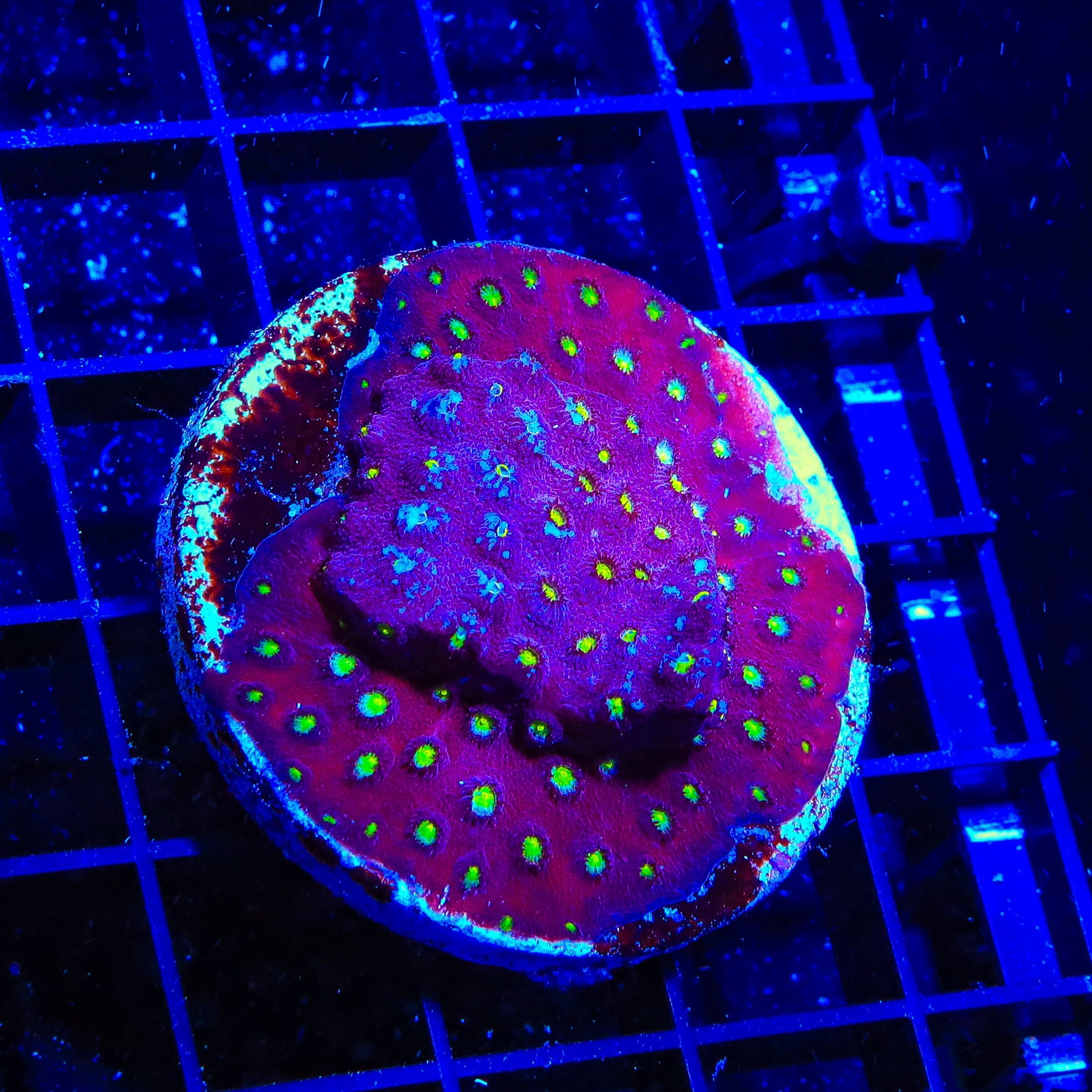 Premium CB Bling Bling Cyphastrea XL Frag Coral for Saltwater Aquariums - Vibrant Reef Tank Decoration & Marine Life Enhancement