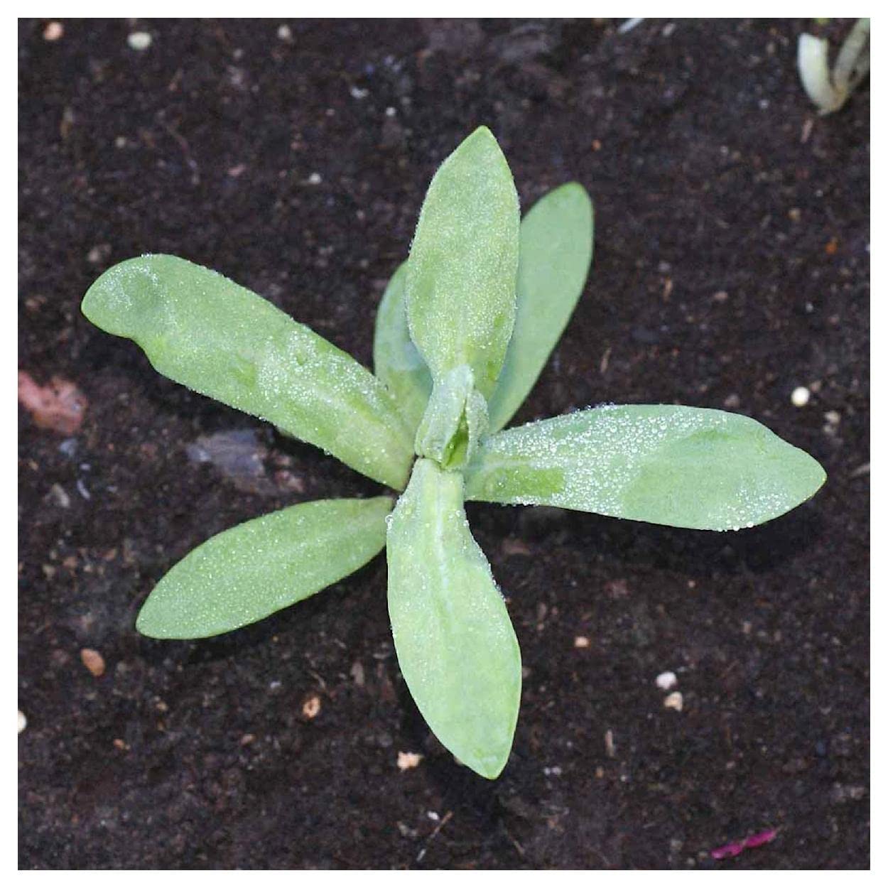 Everwilde Farms - 2000 Catchfly Wildflower Seeds (Silene armeria) - Non-GMO, Gold Vault Seed Packet for Pollinator Gardens, Borders & Cut Flower Arrangements