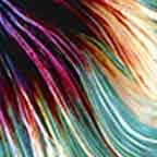 Fighting Fish Scale