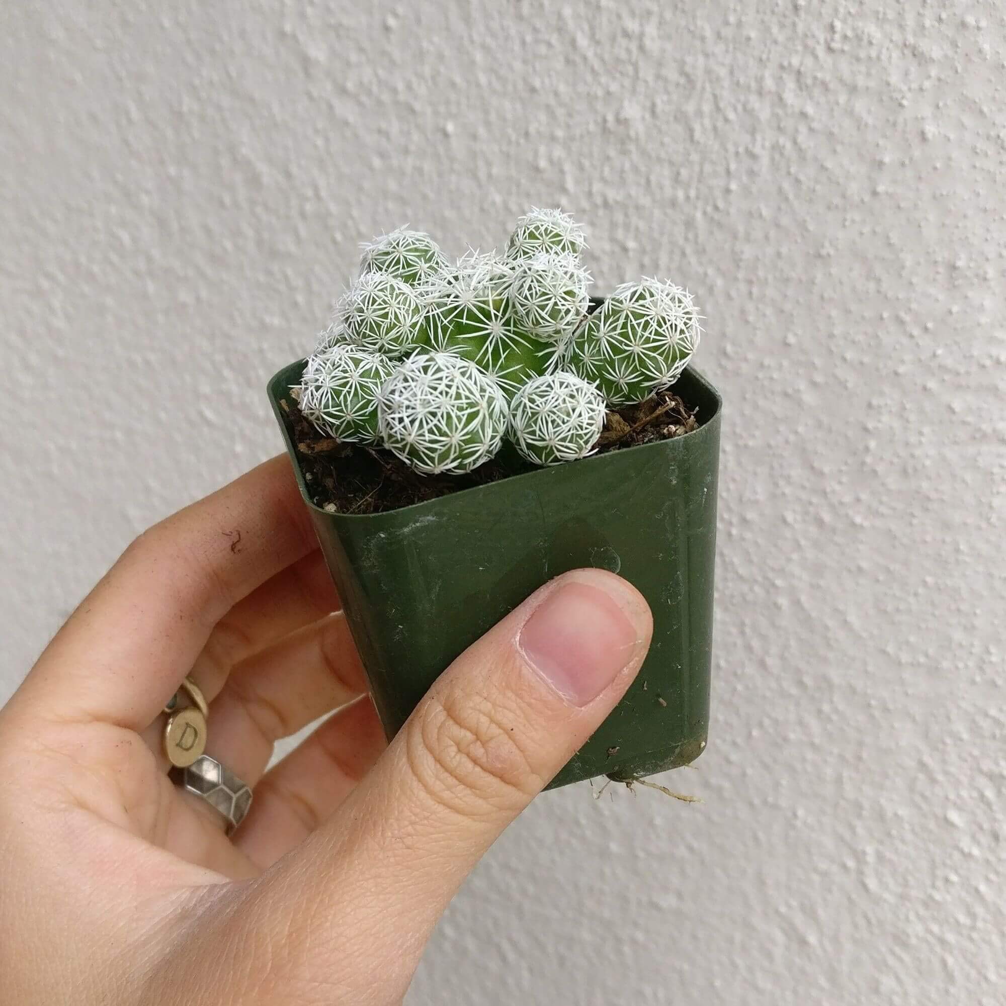 Live Cactus Plants Collection - Rare Thimble Cactus Mammillaria (2'' with Clay Pot) | Unique Succulents Gift Set for Home & Office Decor, Wedding Favors, Housewarming Gifts