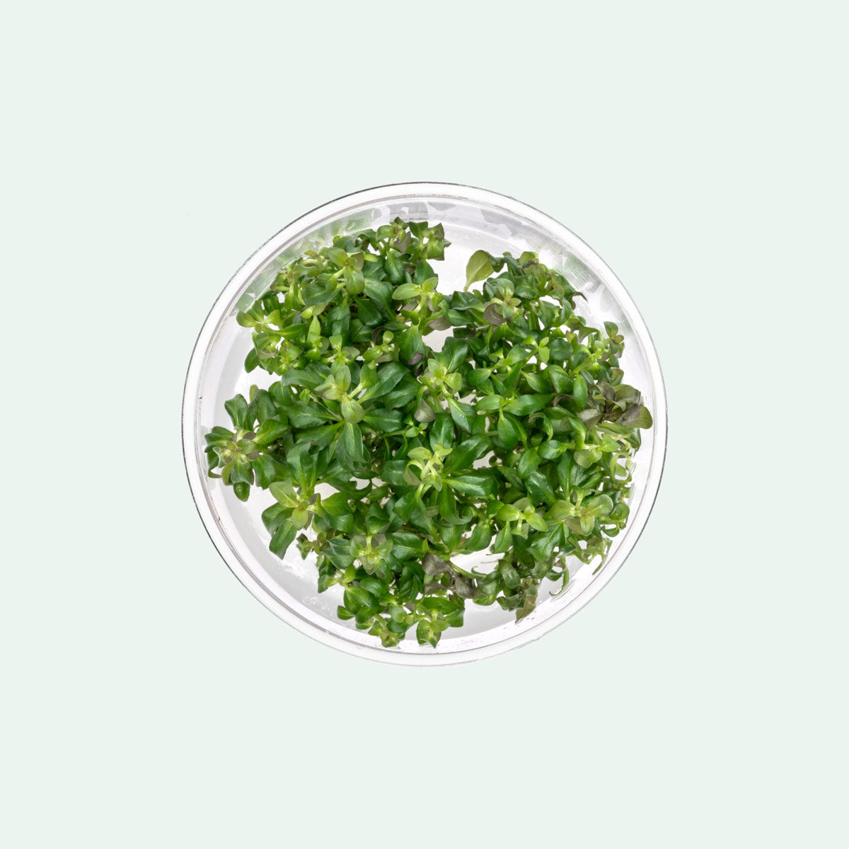 Ludwigia Peruensis Tissue Culture Aquatic Plant for Aquarium - Perfect for Freshwater Tanks, Aquascaping & Fish Tanks