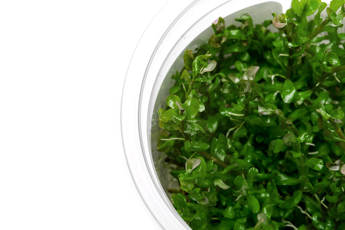 Rotala Manipurensis Live Aquarium Plant - Tissue Culture Cup for Freshwater Fish Tanks | Perfect for Aquascaping, Nano Tanks & Shrimp Habitats