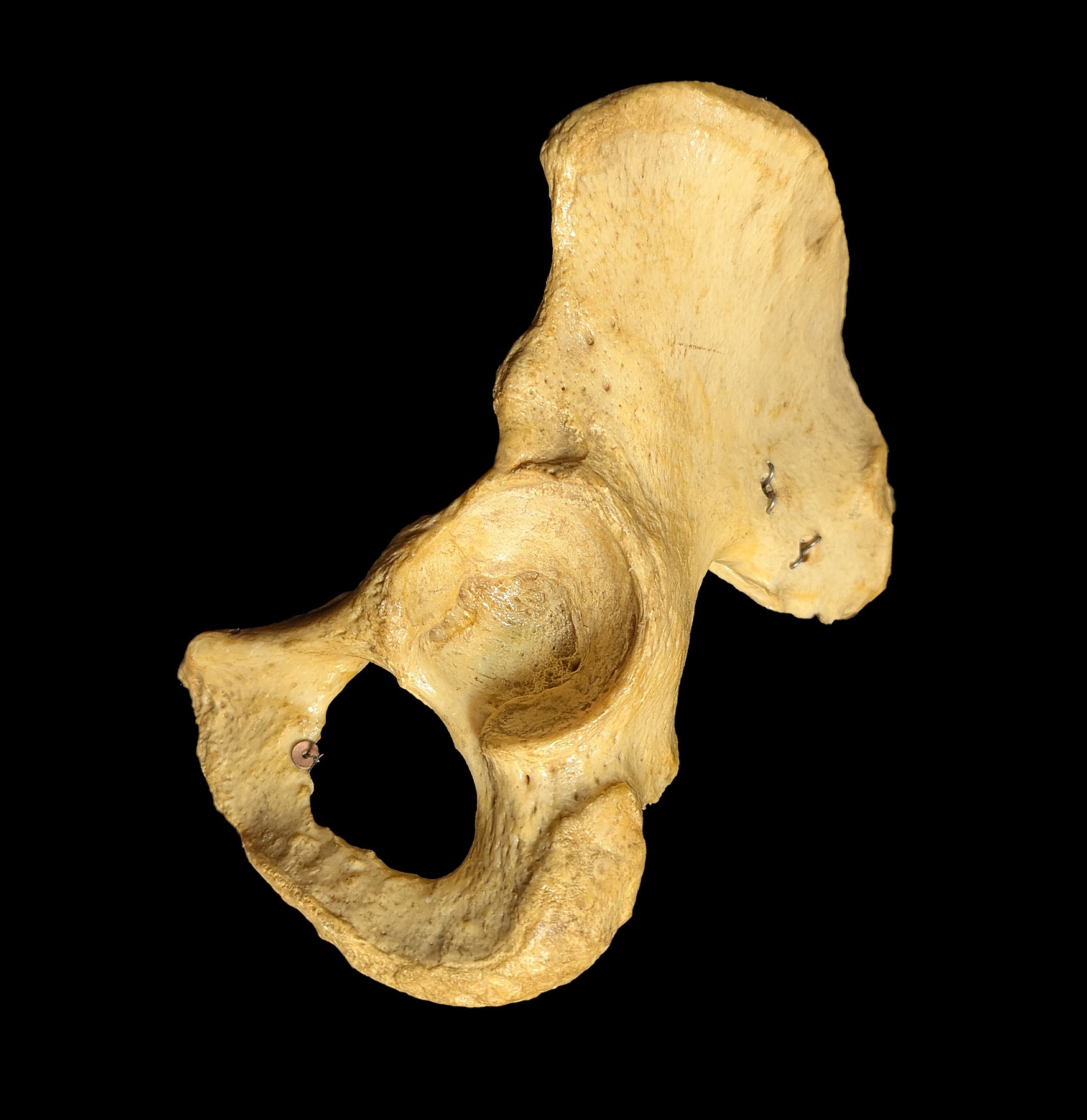 Human Ilium Bone - Authentic Anatomical Specimen for Medical Study, Science Education & Collectors | Perfect for Classroom Demonstrations, Research & Oddity Collections