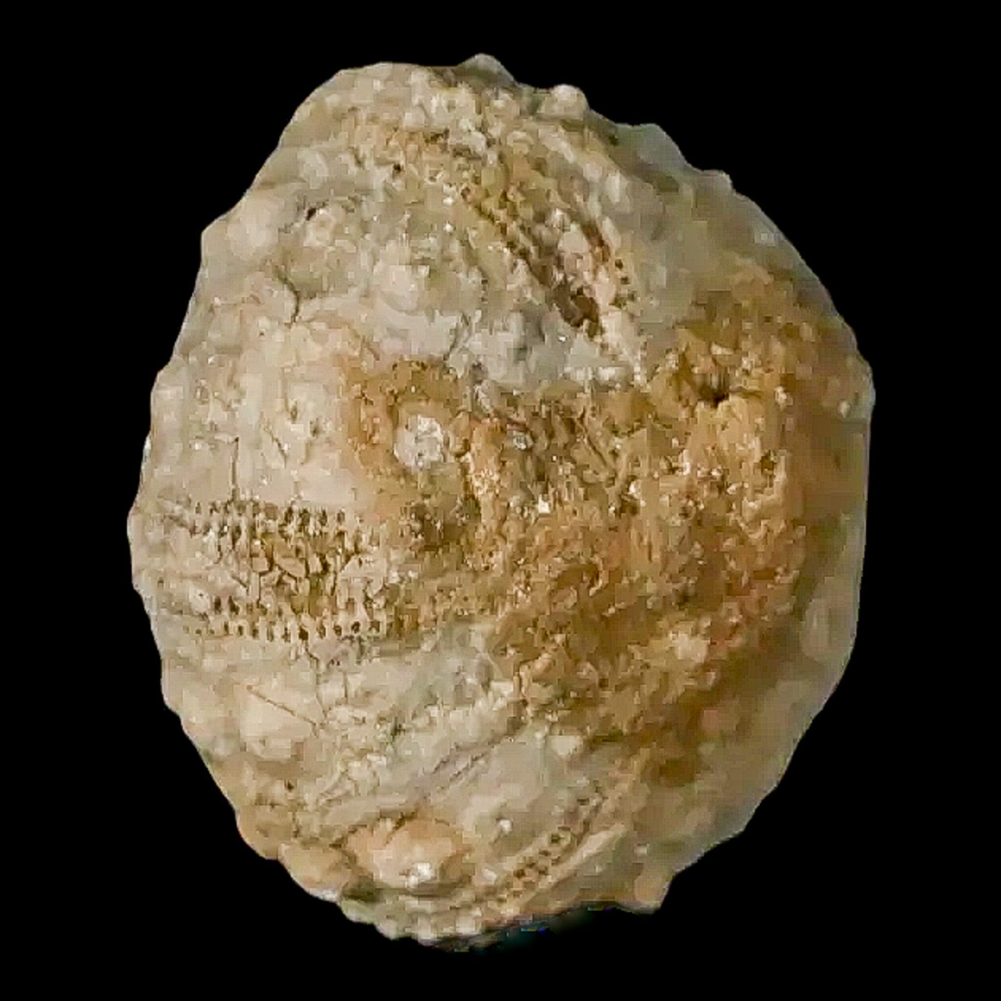 26MM Detailed Fossil Conopygus Sea Urchin Echinoid from Cretaceous Period - Authentic Morocco Fossil for Collectors, Education & Home Decor