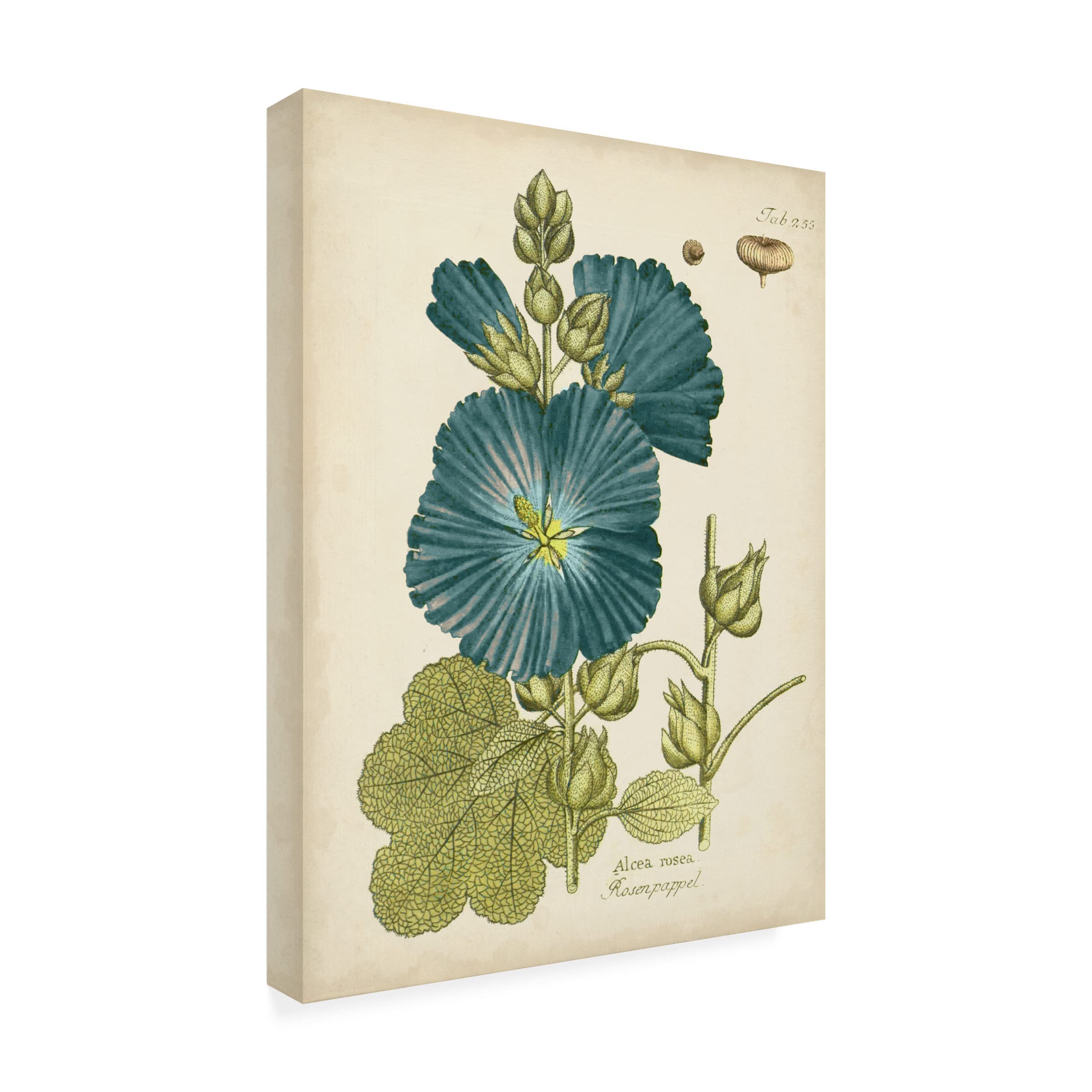 Trademark Fine Art 'Eloquent Botanical IV' Canvas Wall Art by Vision Studio - Perfect for Living Room, Bedroom & Office Decor
