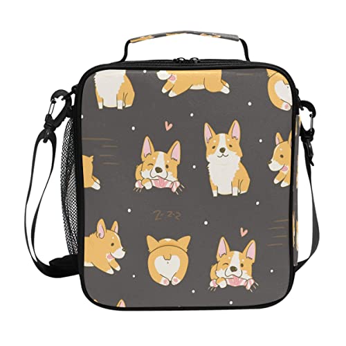corgi dog