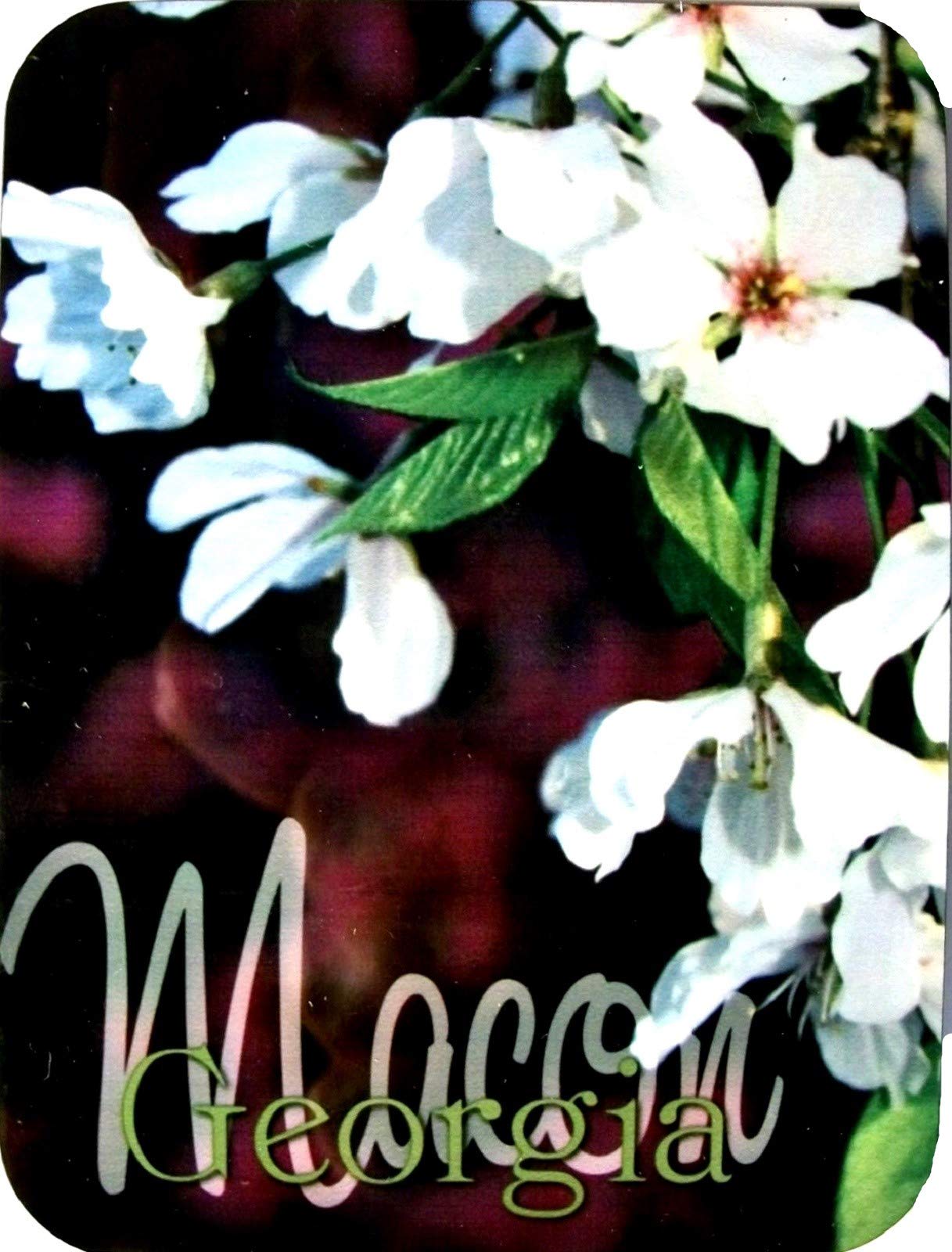 Cherry Blossom Fridge Magnet - Macon Georgia Souvenir Photo Magnet for Refrigerator, Whiteboard & Metal Surfaces - Perfect Travel Gift & Home Decor