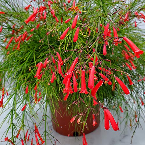 Red Firecracker Bush Live Plant - 24