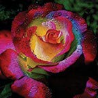 Rose Rainbow