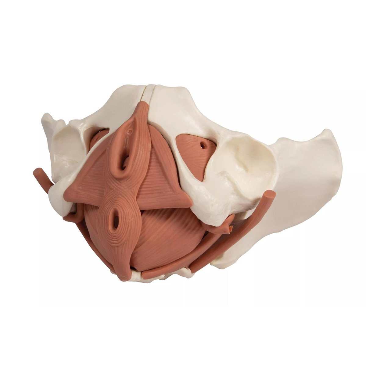 12-Part Magnetic Female Pelvic Floor Model - Anatomical Educational Tool for Medical Students & Physical Therapists - Perfect for Classroom Demonstrations & Rehabilitation Training