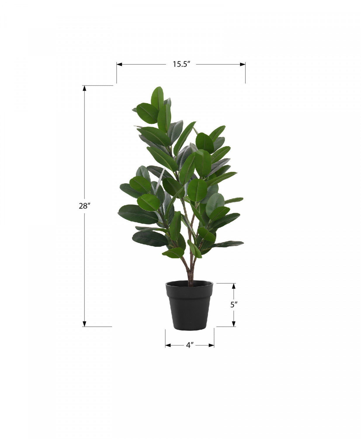 Organic Garcinia Cambogia Plant with 5 Black Pots - Premium Indoor/Outdoor Fruit Tree for Home Garden, Kitchen Herb, or Natural Weight Loss Supplement - Perfect for Balcony, Patio, or Greenhouse Gardening