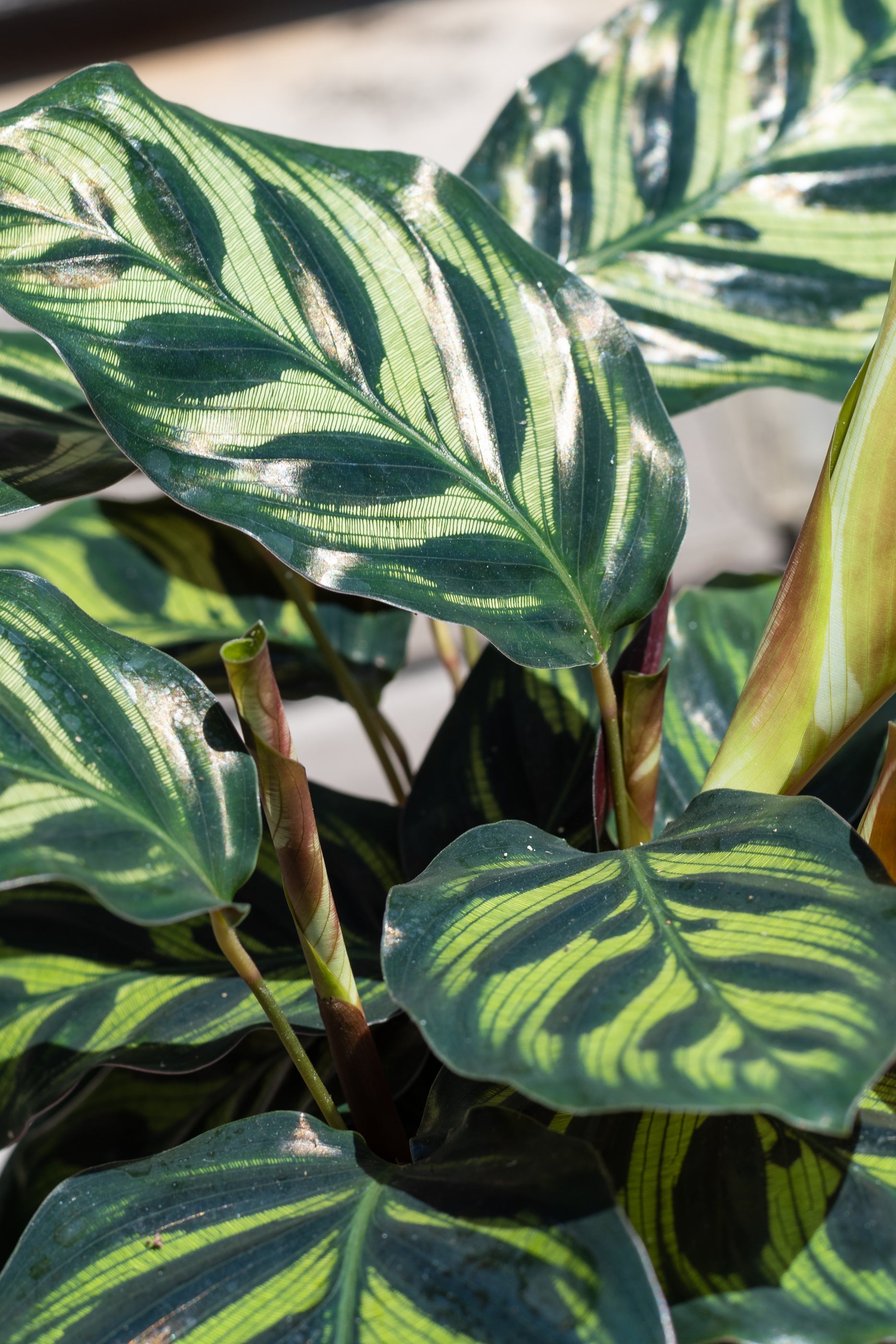 Calathea Makoyana Peacock Plant - 6