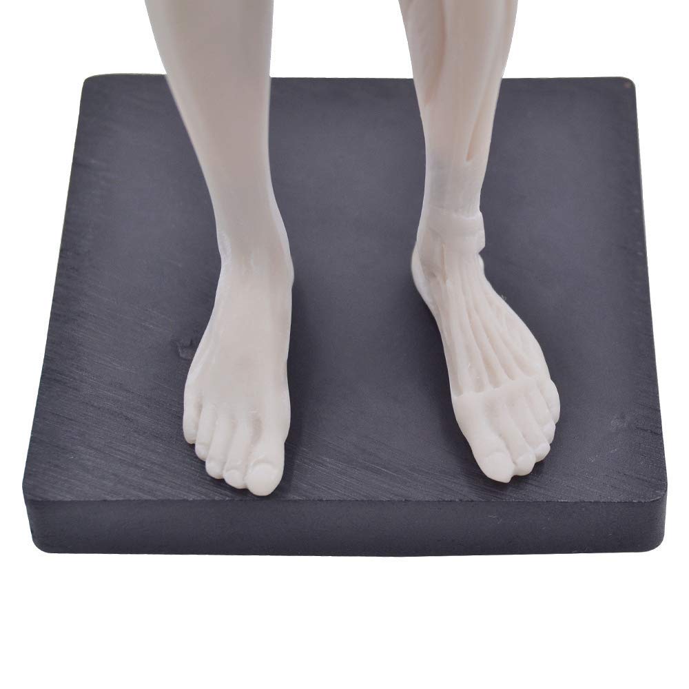 Alkita 11 Inch Female Resin Human Body Musculoskeletal Anatomical Model - Perfect for Medical Students, Anatomy Classes & Science Education