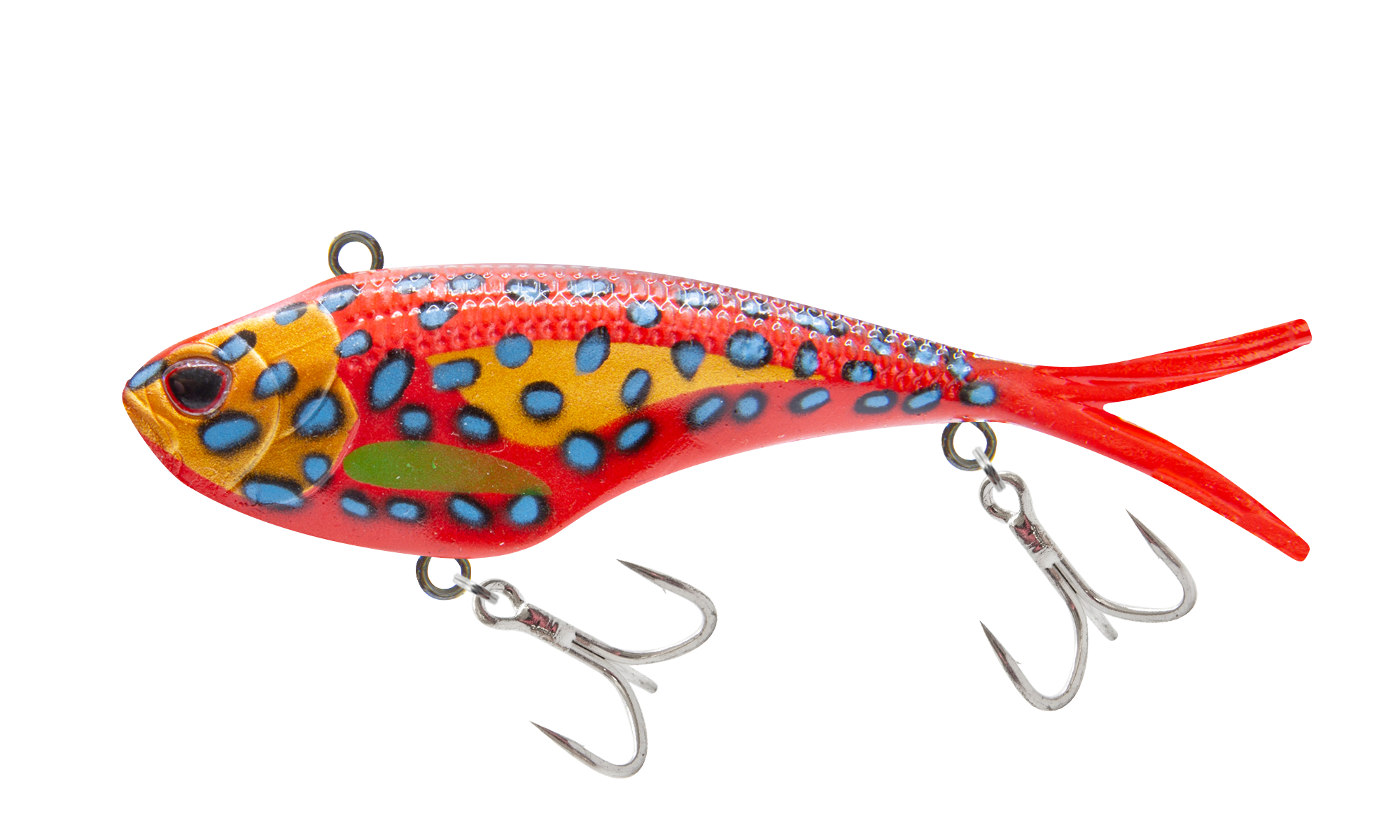 Coral Trout
