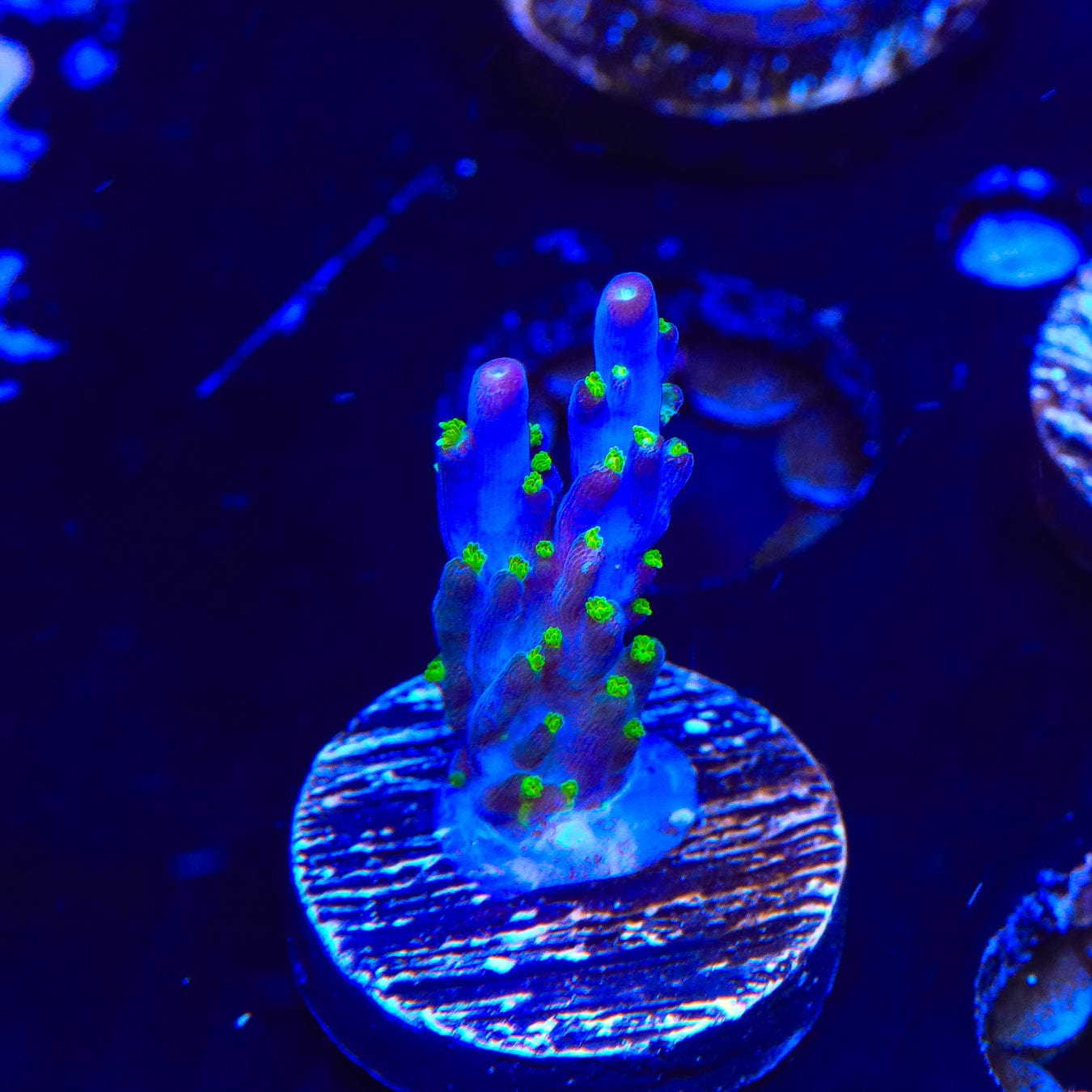Garf Bonsai Acropora Coral for Saltwater Aquariums - Live Coral Frag for Reef Tanks, Nano Tanks & Marine Aquascaping