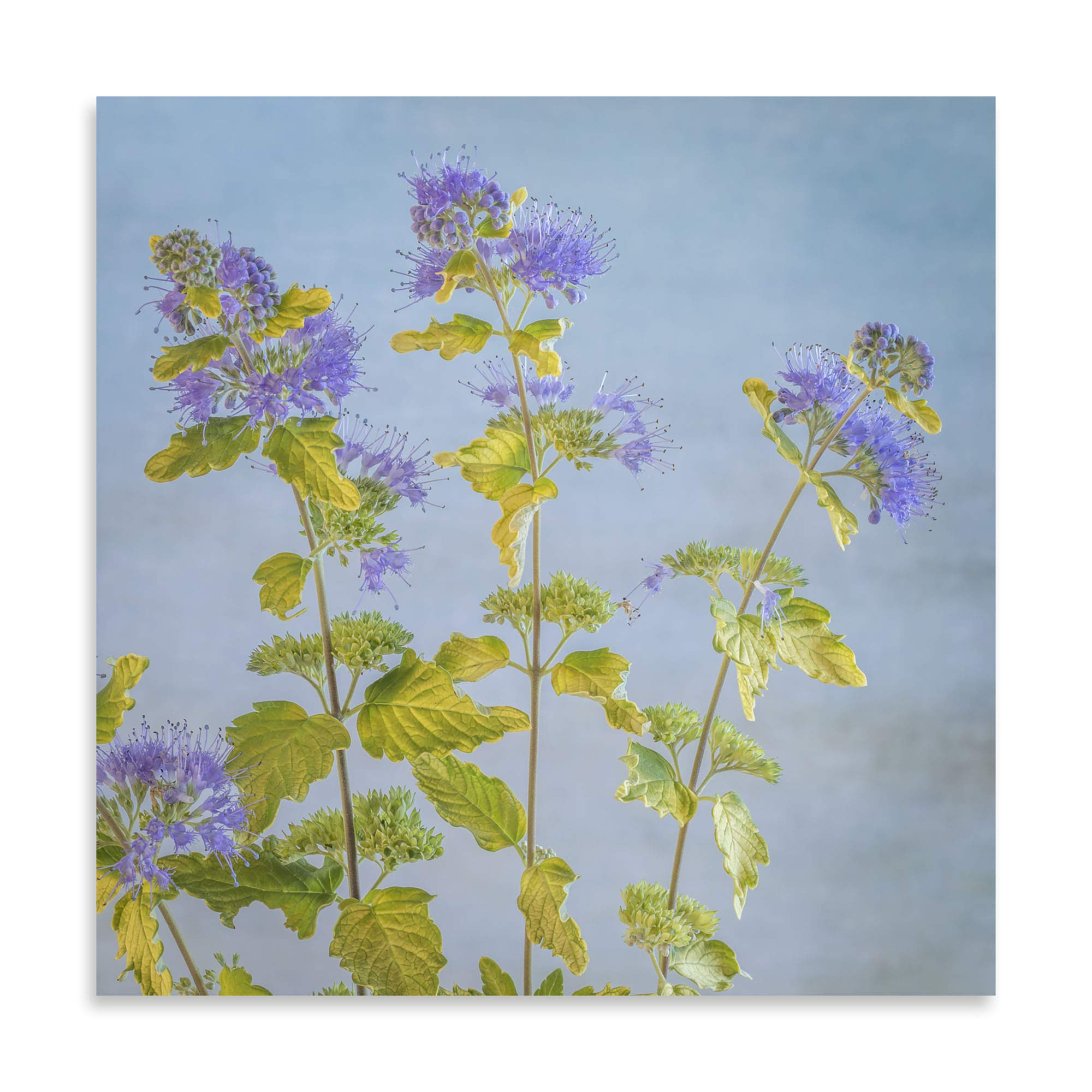 Contemporary Caryopteris I by Kathy Mahan - 24x24in Fine Art Giclee Print on Paper | Wall Decor for Living Room, Bedroom & Office | Modern Botanical Artwork