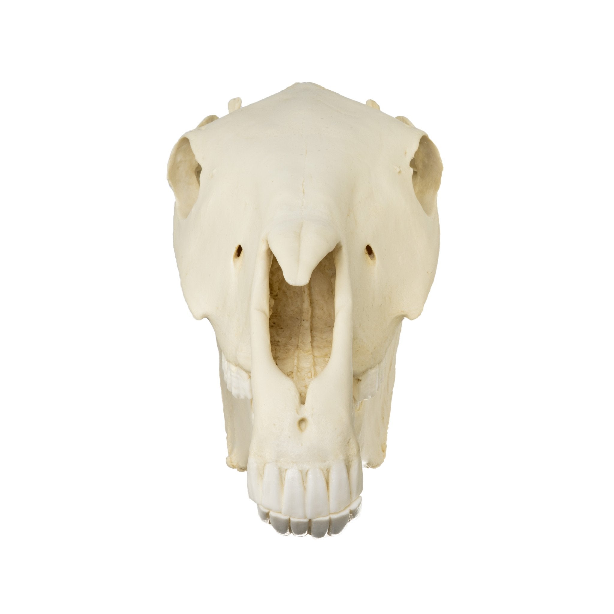 Authentic Replica Horse Skull - Lifelike Animal Skull Decor for Home, Office, or Halloween Display