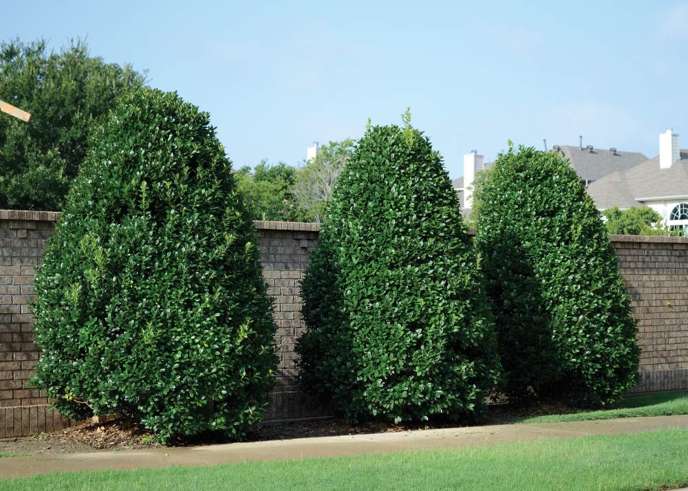 Nellie R Stevens Holly Evergreen Shrub - 3 Inch Pot (Lot of 10) - Perfect for Landscaping, Privacy Hedges & Holiday Decorations