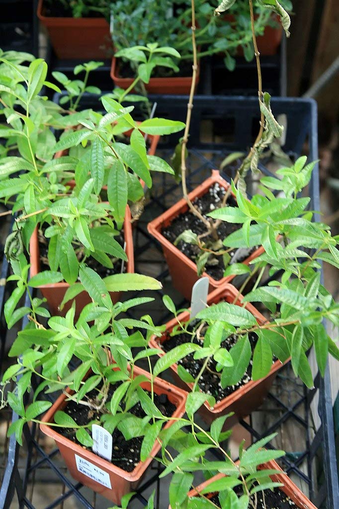 Organic Lemon Verbena Starter Plants (5 Pack) - Aloysia Triphylla Herbs for Tea, Cooking & Aromatherapy - Perfect for Home Garden & DIY Herbal Remedies
