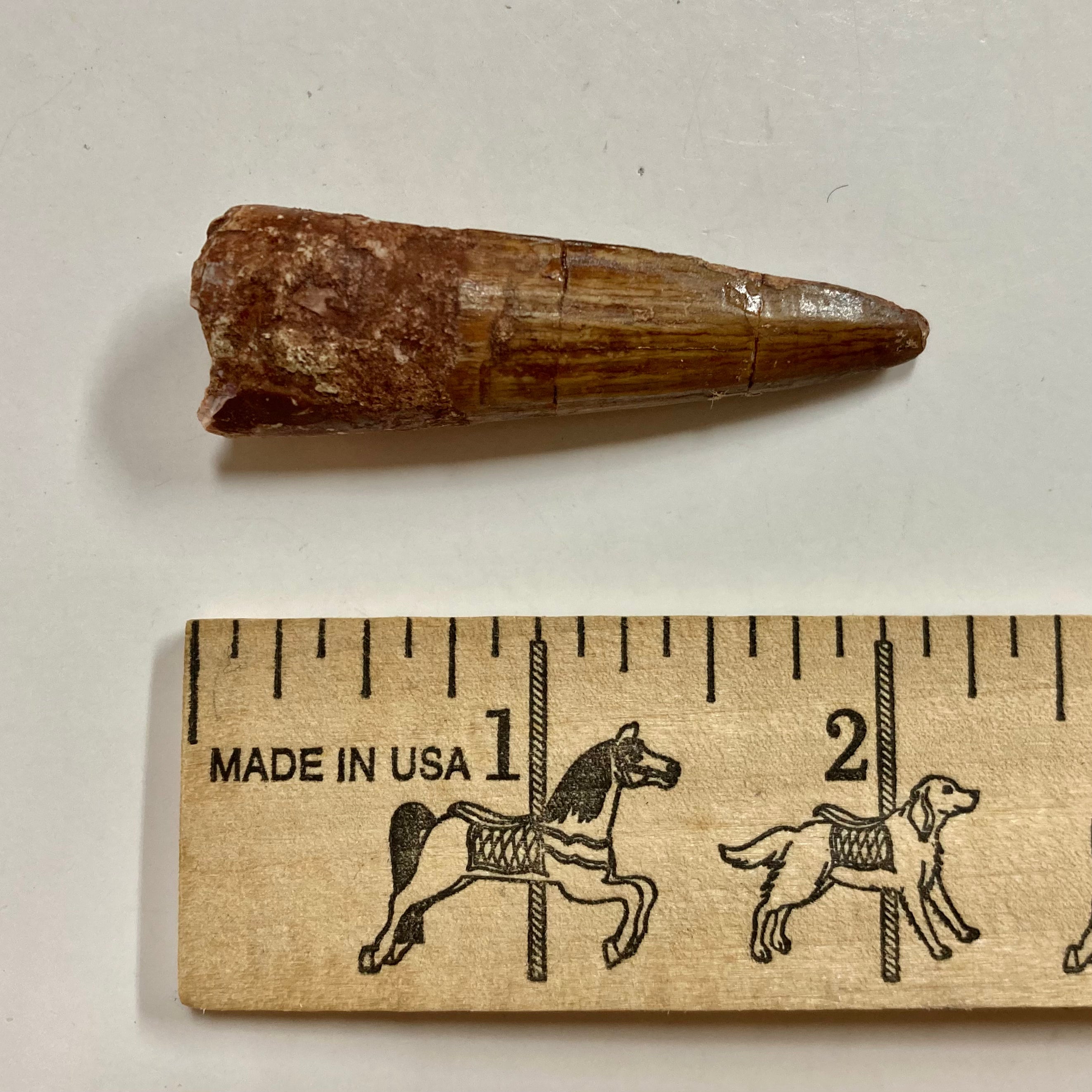 Authentic Spinosaurus Tooth Fossil - Real Dinosaur Tooth for Collectors, Paleontology Enthusiasts & Home Decor | Perfect for Display Cases, Educational Projects & Gifts