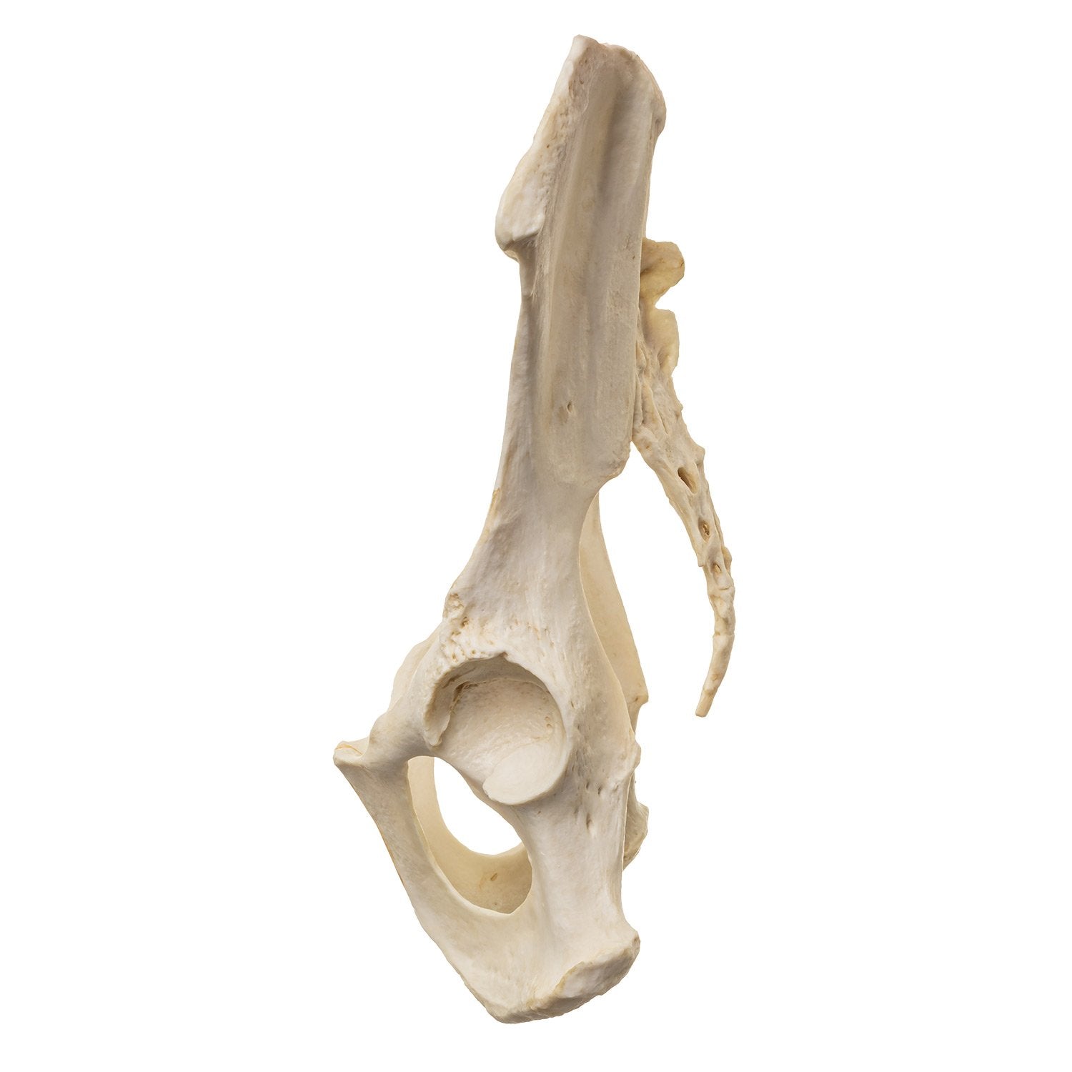 Articulated Replica Male Chimpanzee Pelvis - Anatomical Model for Science Class, Veterinary Study & Museum Display