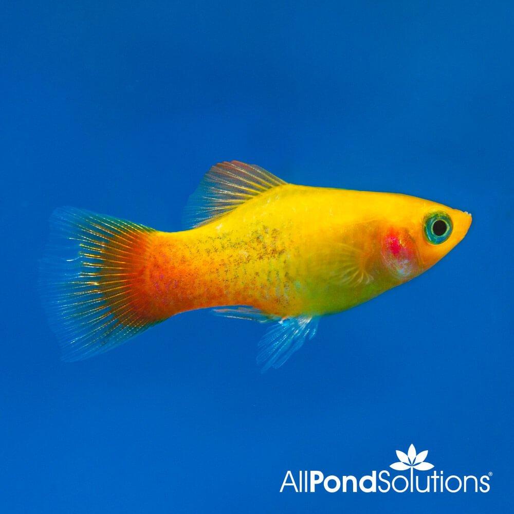 Platy Sunset Xiphophorus Maculatus - Colorful Live Aquarium Fish for Freshwater Tanks | Perfect for Community Aquariums & Beginner Fish Keepers