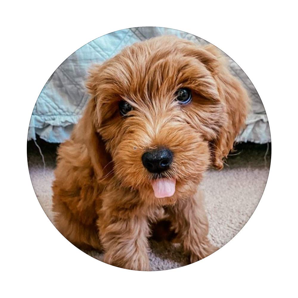 Waffle the Goldendoodle Puppy PopSockets PopGrip - Interchangeable Phone & Tablet Grip for iPhone, Samsung | Cute Dog Accessory for Pet Lovers, Perfect for Selfies, Travel & Everyday Use