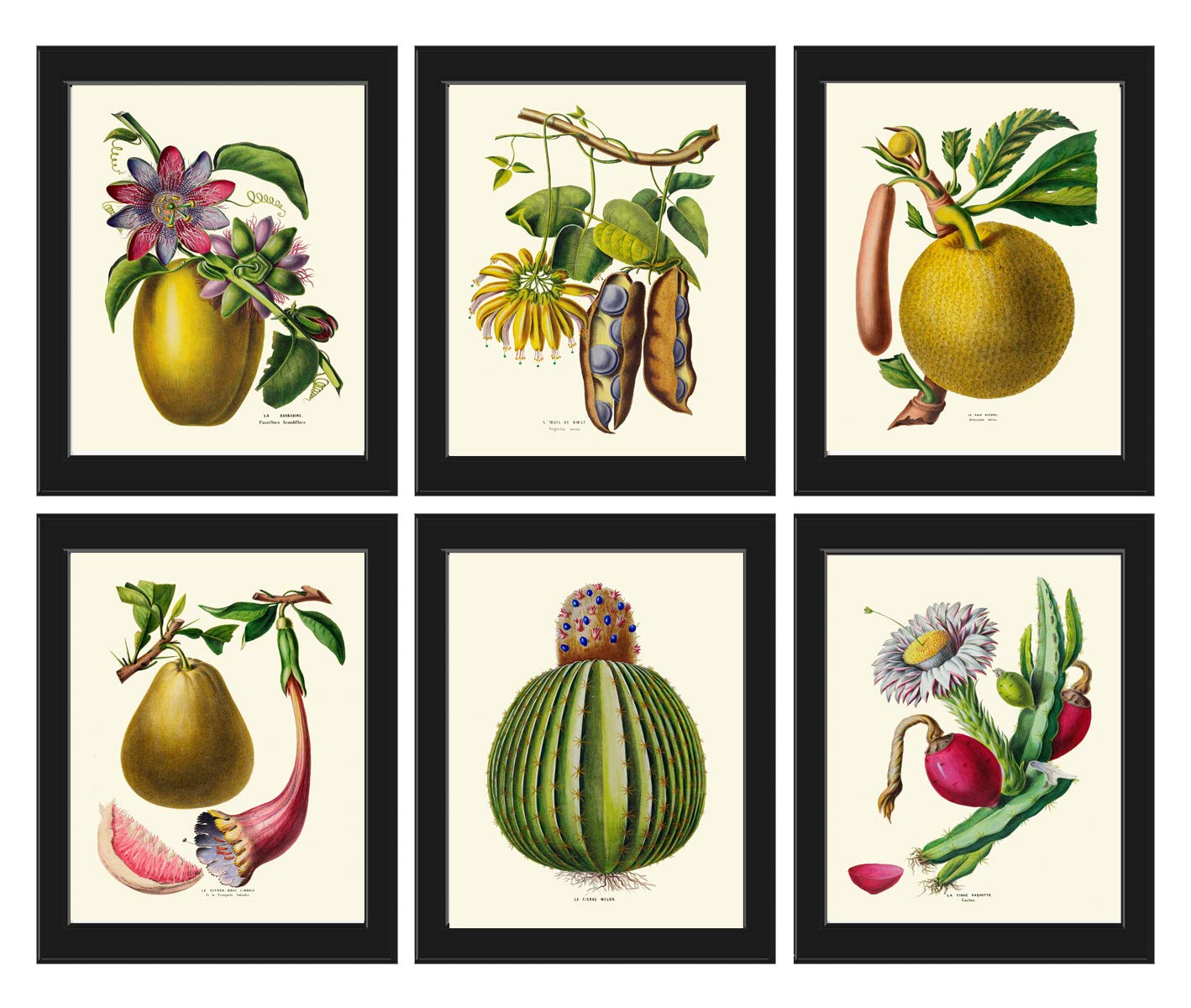 Vintage Tropical Fruit & Flower Wall Art Set of 6 - Botanical Prints with Passion Fruit, Cactus, Wood Apple & Breadfruit - Unframed Kitchen & Dining Room Decor for Happy Home | Perfect for Farmhouse, Boho or Tropical Theme Decorations
