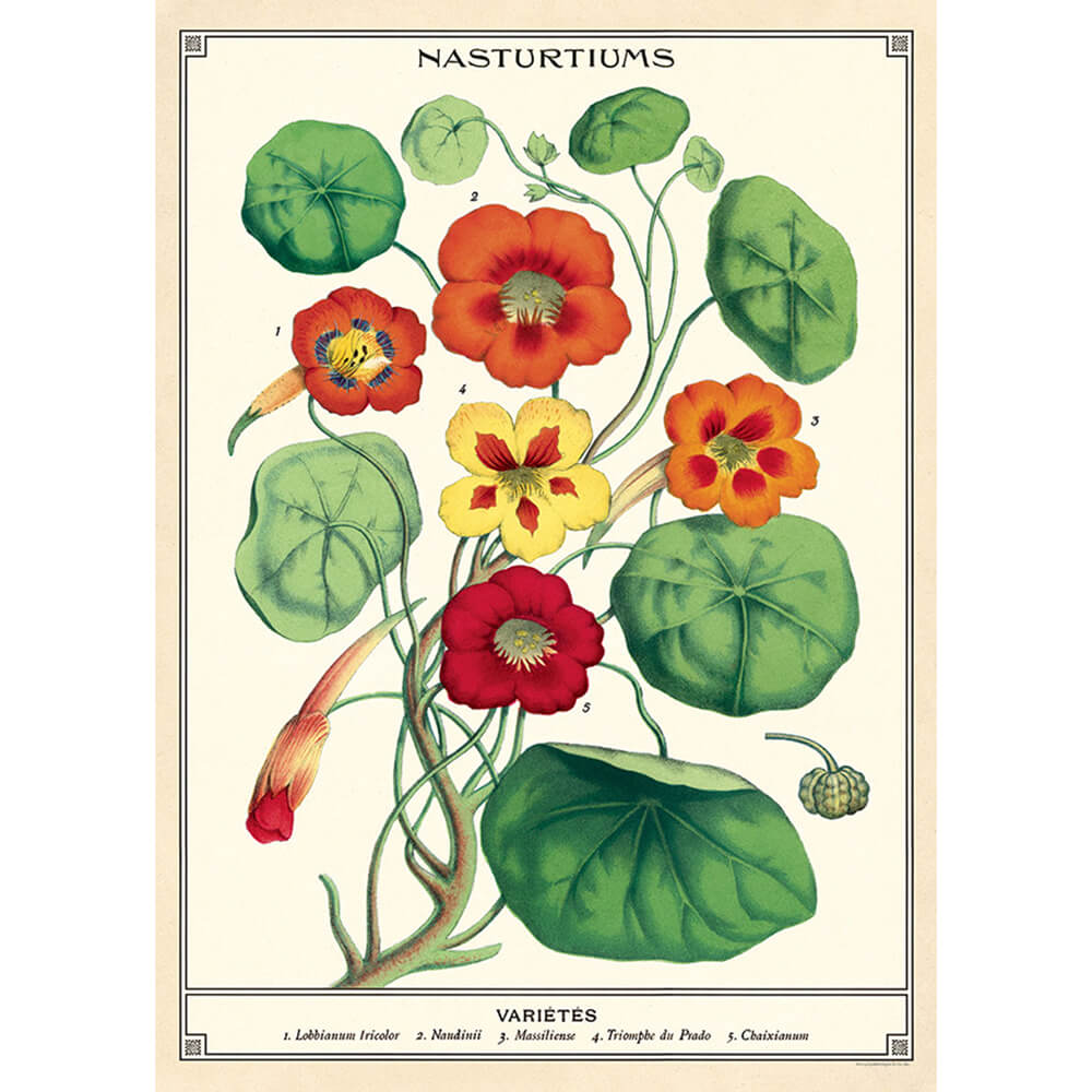 Nasturtium Seeds for Planting - Organic Non-GMO Flower Seeds for Garden, Balcony & Container Gardening - Grow Edible Flowers for Salads & Garnishes