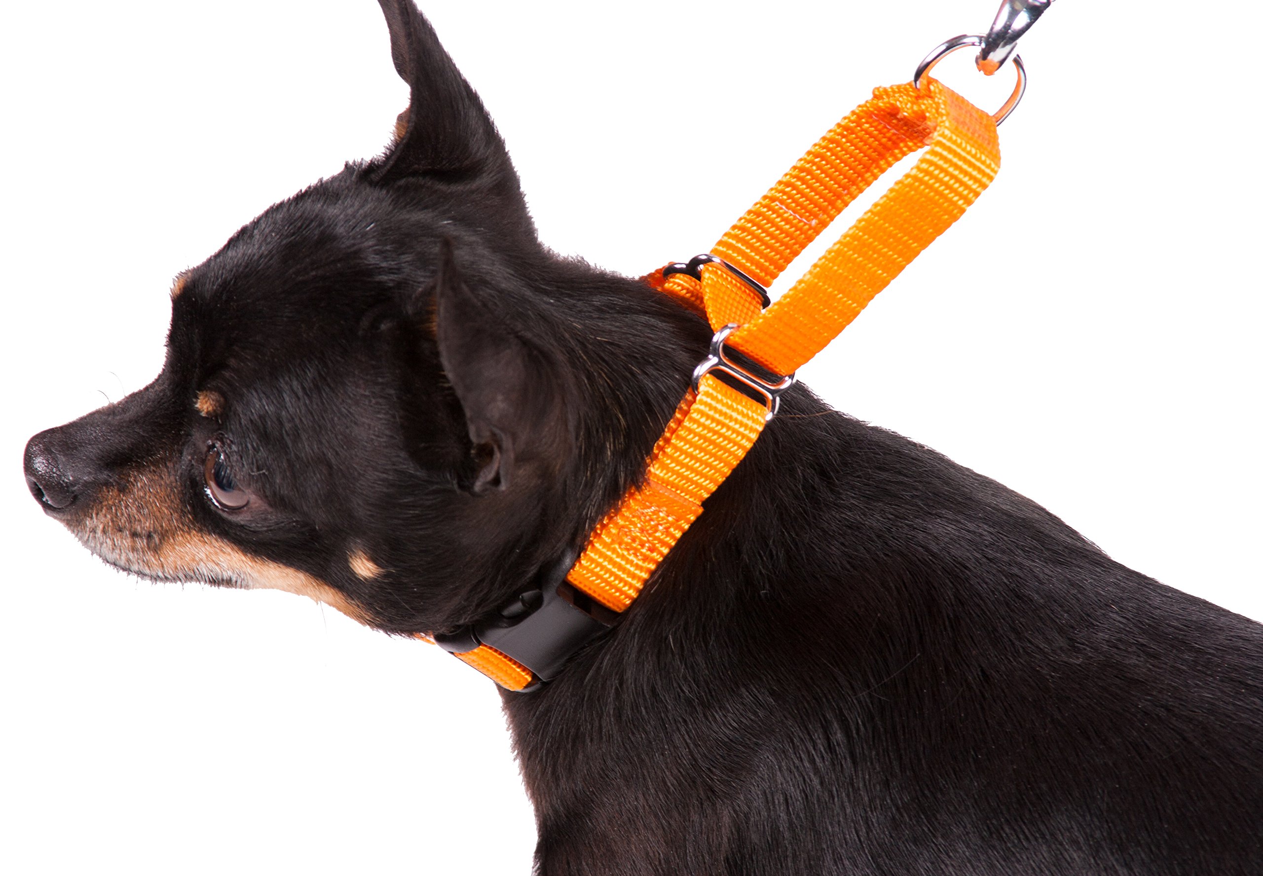 GOGO Pet Products 5/8-Inch Martingale Dog Collar for Small Dogs, Adjustable & Reflective, Orange - Perfect for Training, Walking & Safety Control