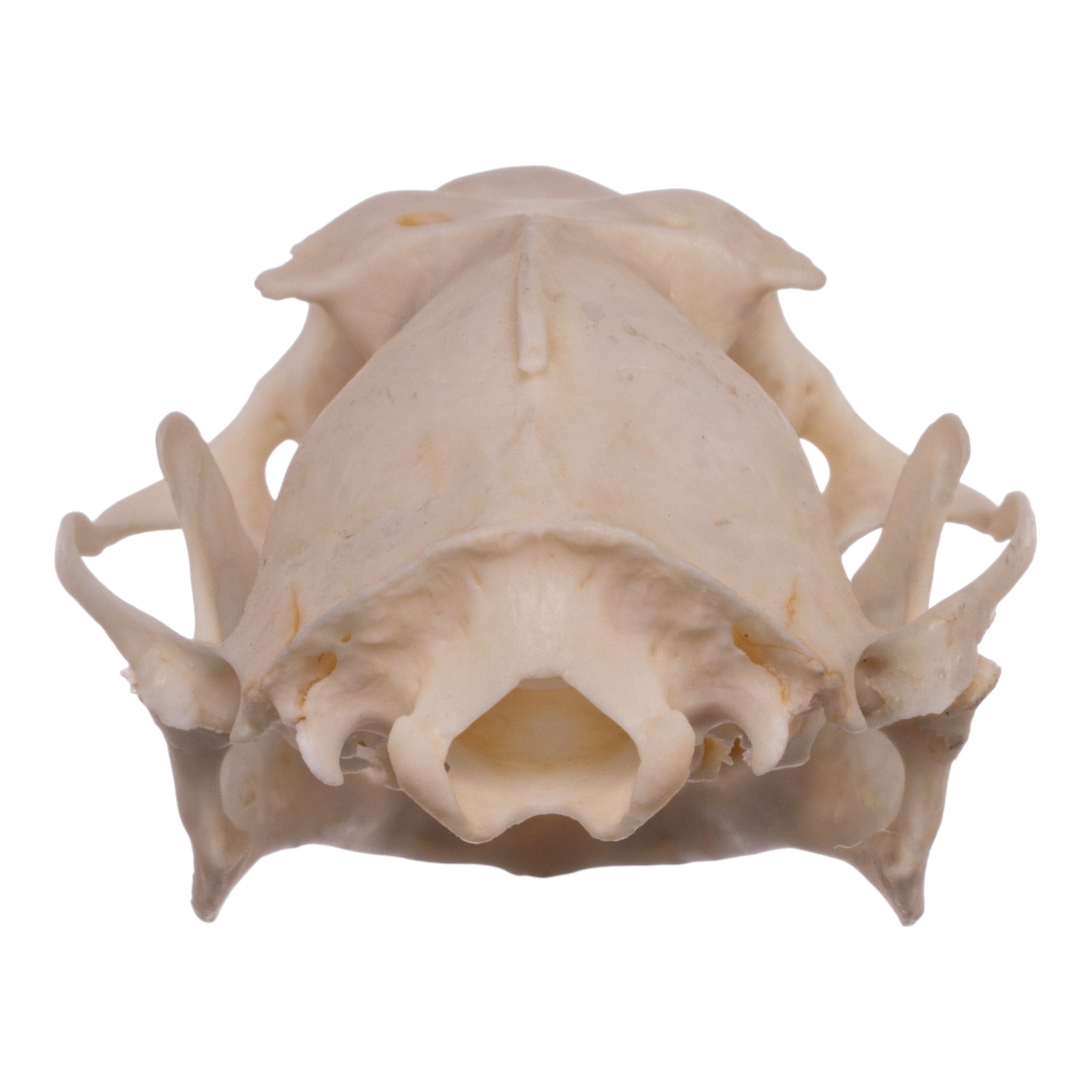Authentic Hammerhead Fruit Bat Skull - Male Specimen | Collectible Oddity, Gothic Decor, Taxidermy Display for Halloween & Dark Academia Aesthetics