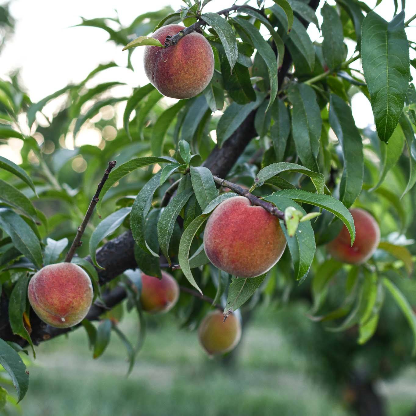 Organic Gold Dust Peaches - Fresh, Sweet & Juicy | Perfect for Smoothies, Baking & Healthy Snacks | USDA Certified Organic Fruit
