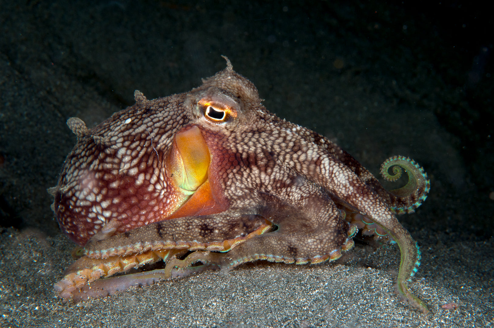 Anilao Underwater Photography & Videography Workshop - May 4-11, 2025 | Professional Marine Photography Course for Beginners & Advanced Divers | Capture Stunning Coral Reefs & Tropical Fish