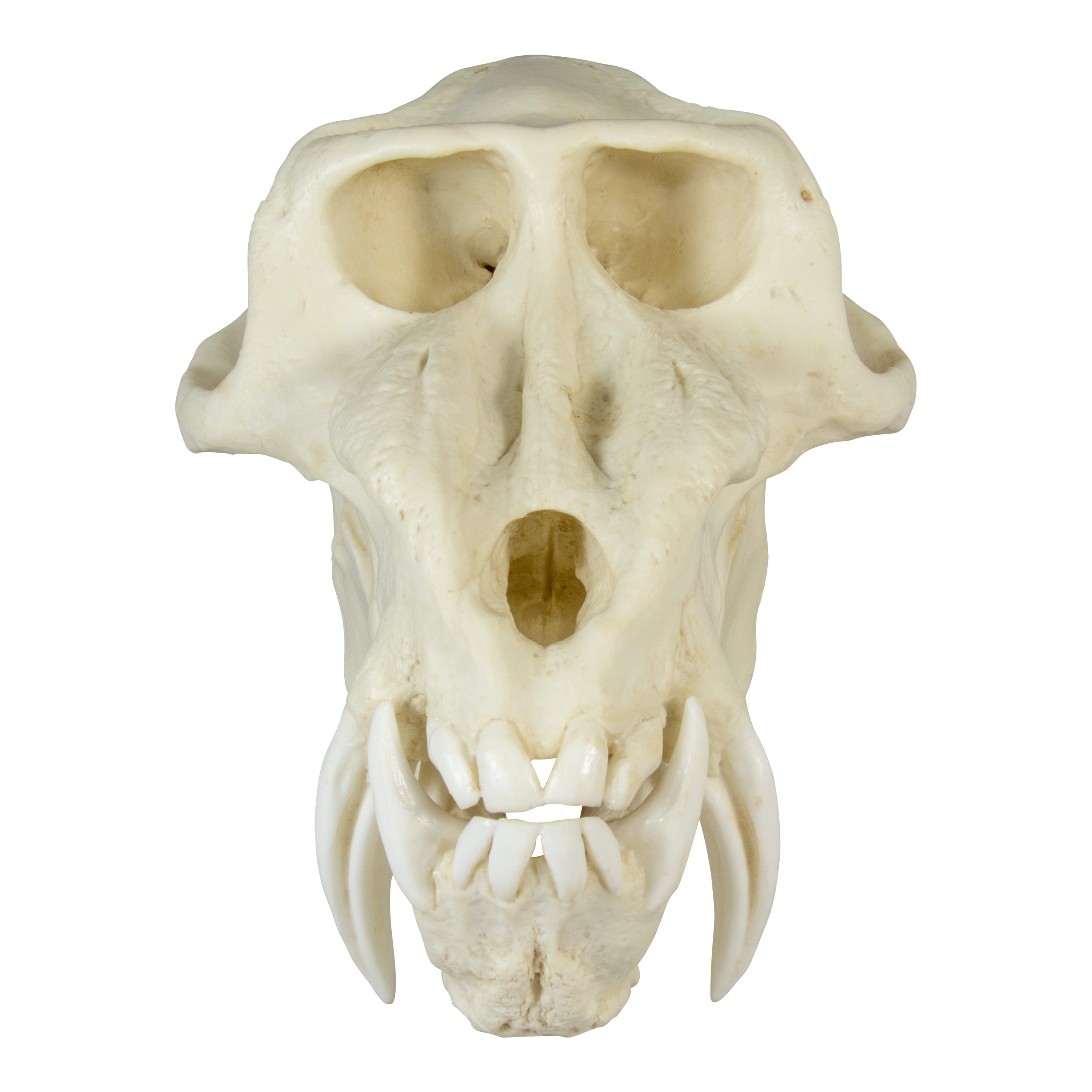 Authentic Replica Mandrill Baboon Skull - High-Quality Primate Skull Model for Home Decor, Educational Display & Halloween Props