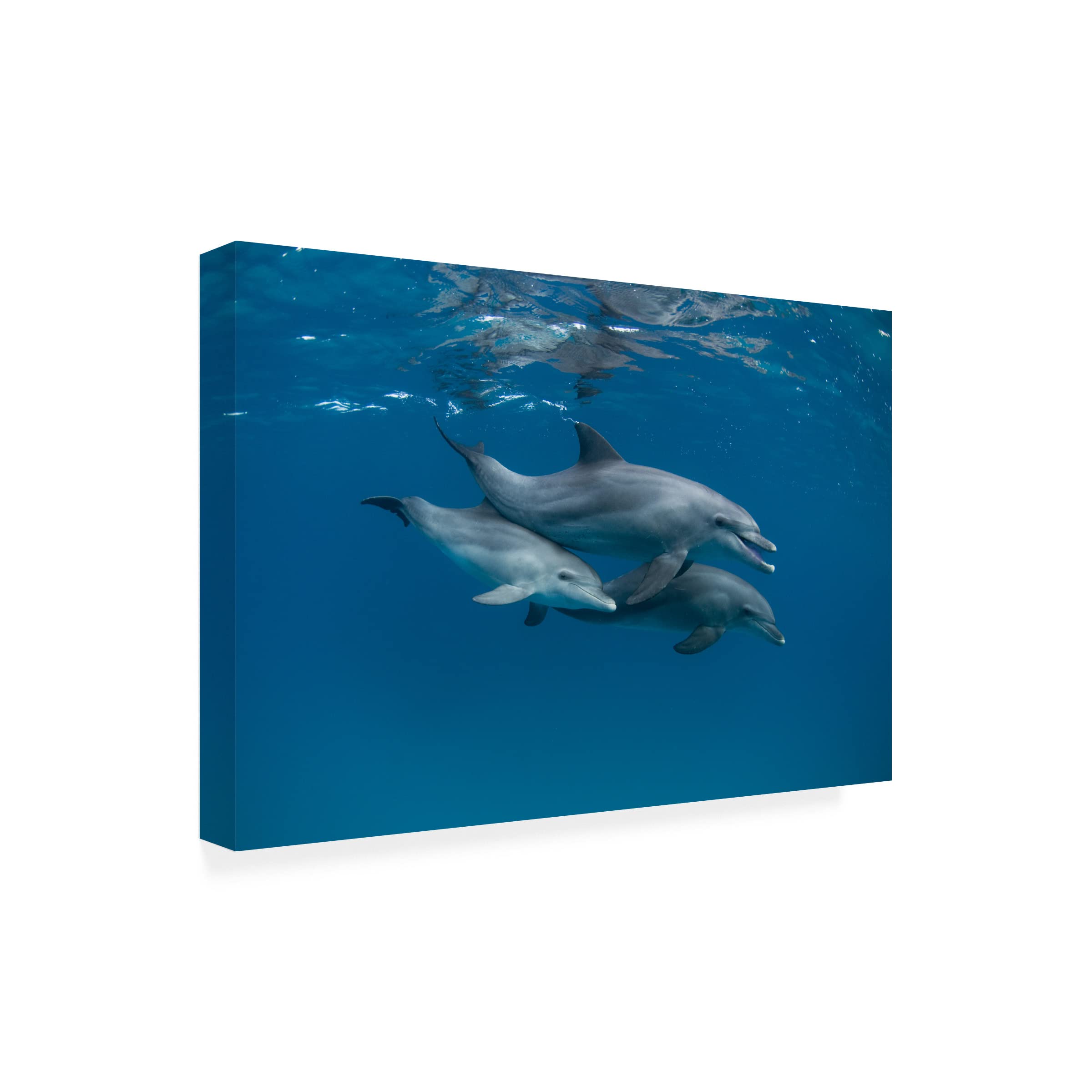 Trademark Fine Art 'Dolphins' by Romano Molinari - Stunning Canvas Wall Art for Beach House & Coastal Decor