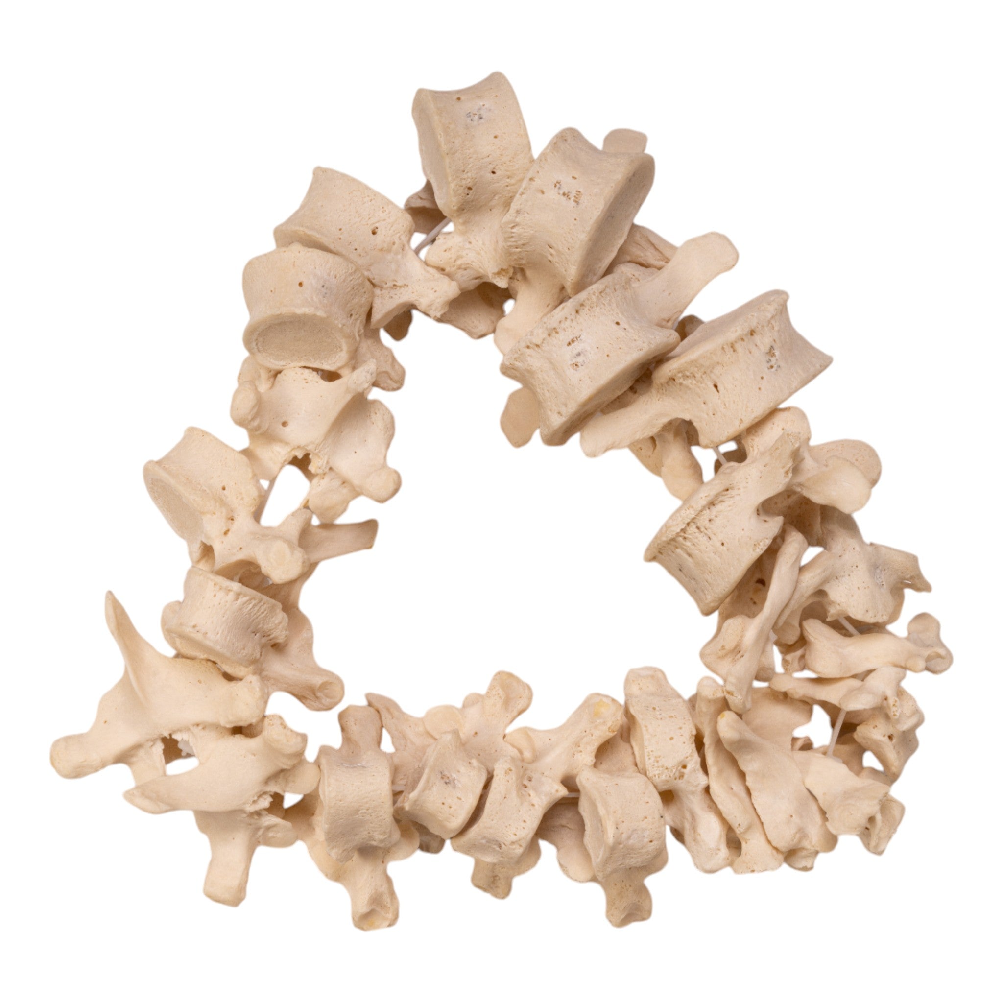Authentic Real Human Spine Disarticulated - Perfect for Medical Education, Anatomy Study & Science Classrooms