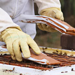 Premium Pollen Patties for Bees - Natural Bee Food with Real Pollen & Apis Biologix Rocket Fuel - Ideal for Beekeeping & Hive Health Boost